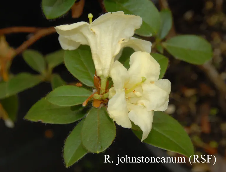 Photo of R. johnstoneanum, Species