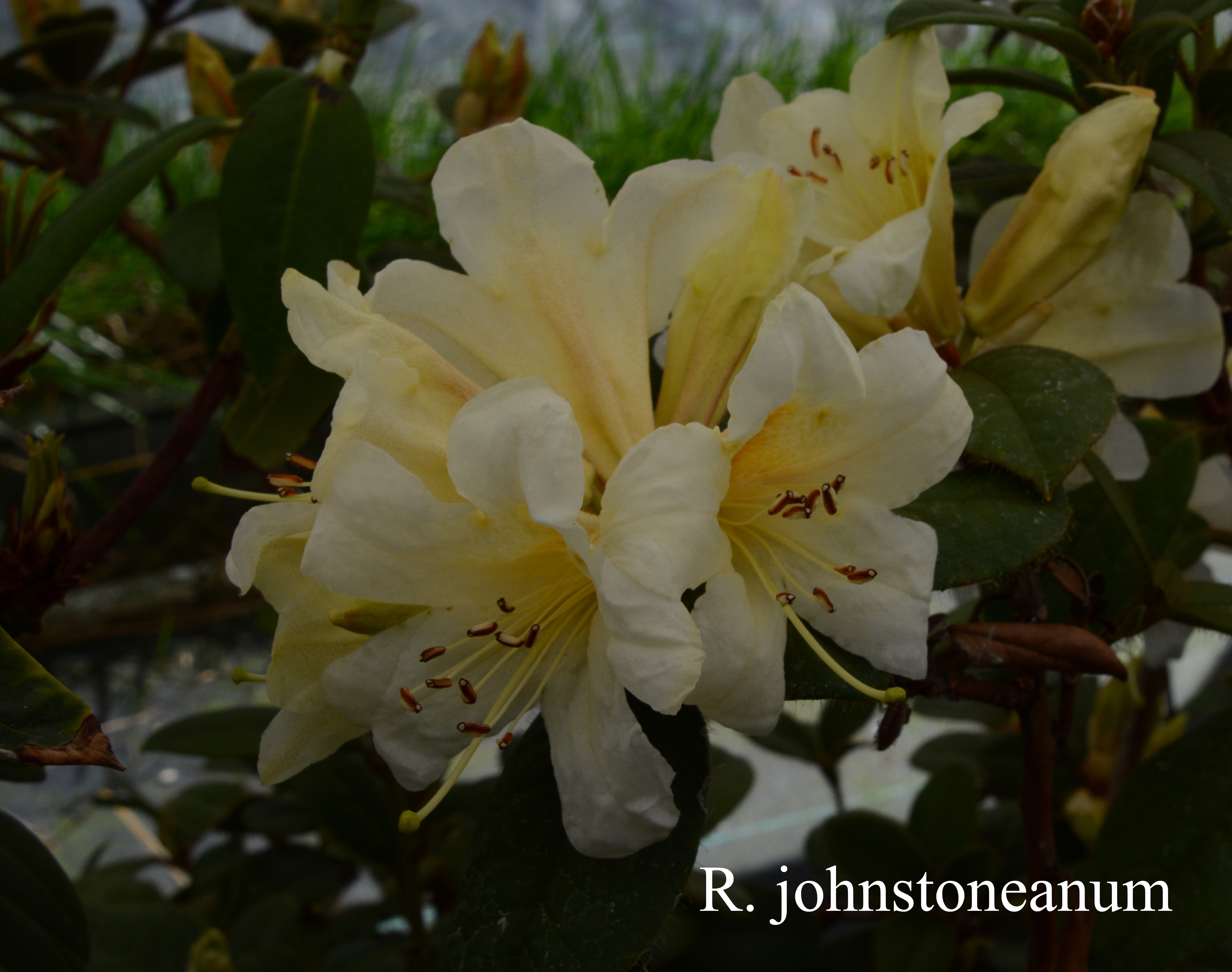 Rhododendron johnstoneanum photo