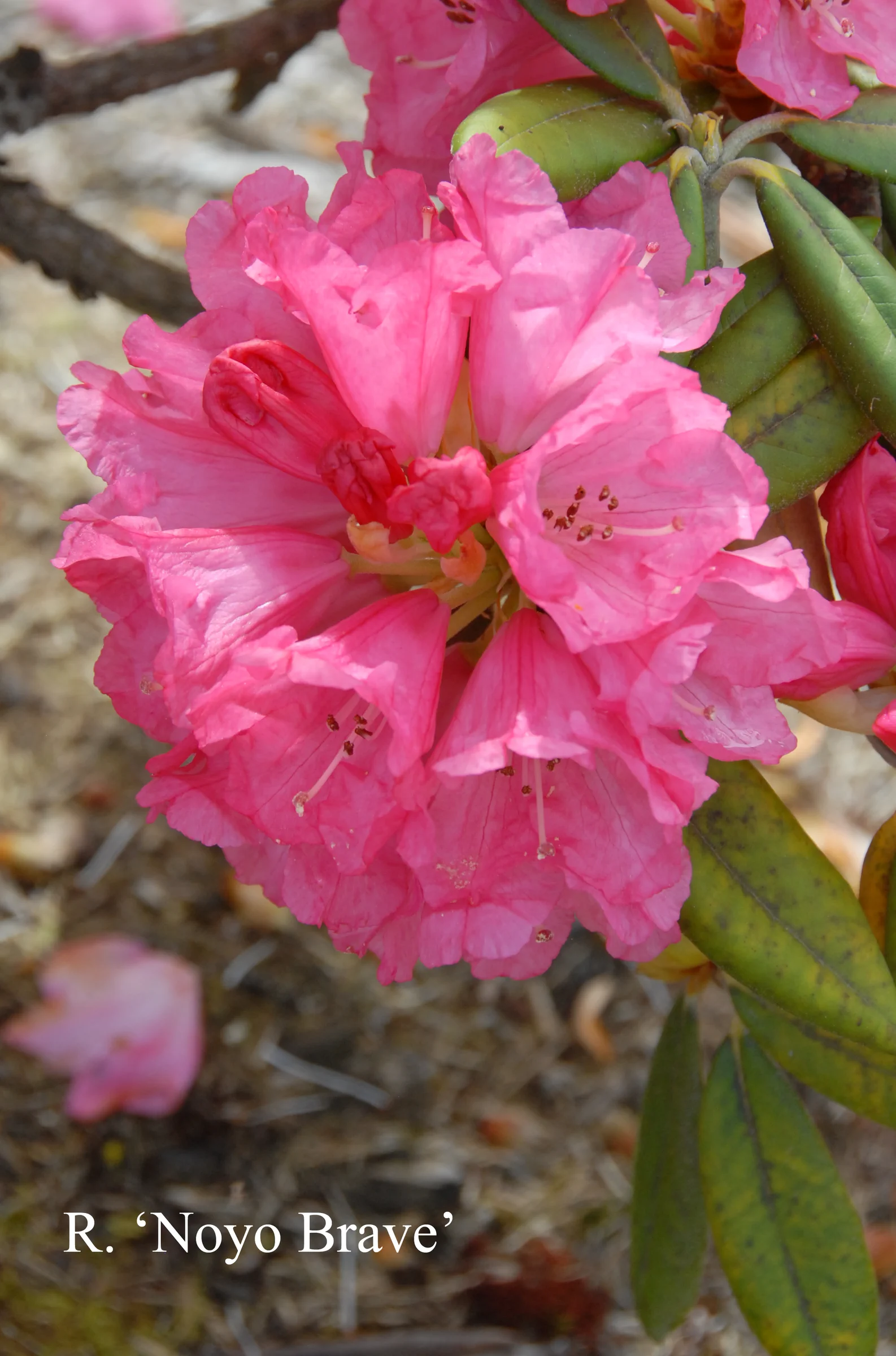 R. 'Noyo Brave' photo of R. 'Noyo Brave'. Location: Fearing's Farm Nursery, Abbotsford, BC, Canada. Photo by: Harold Fearing