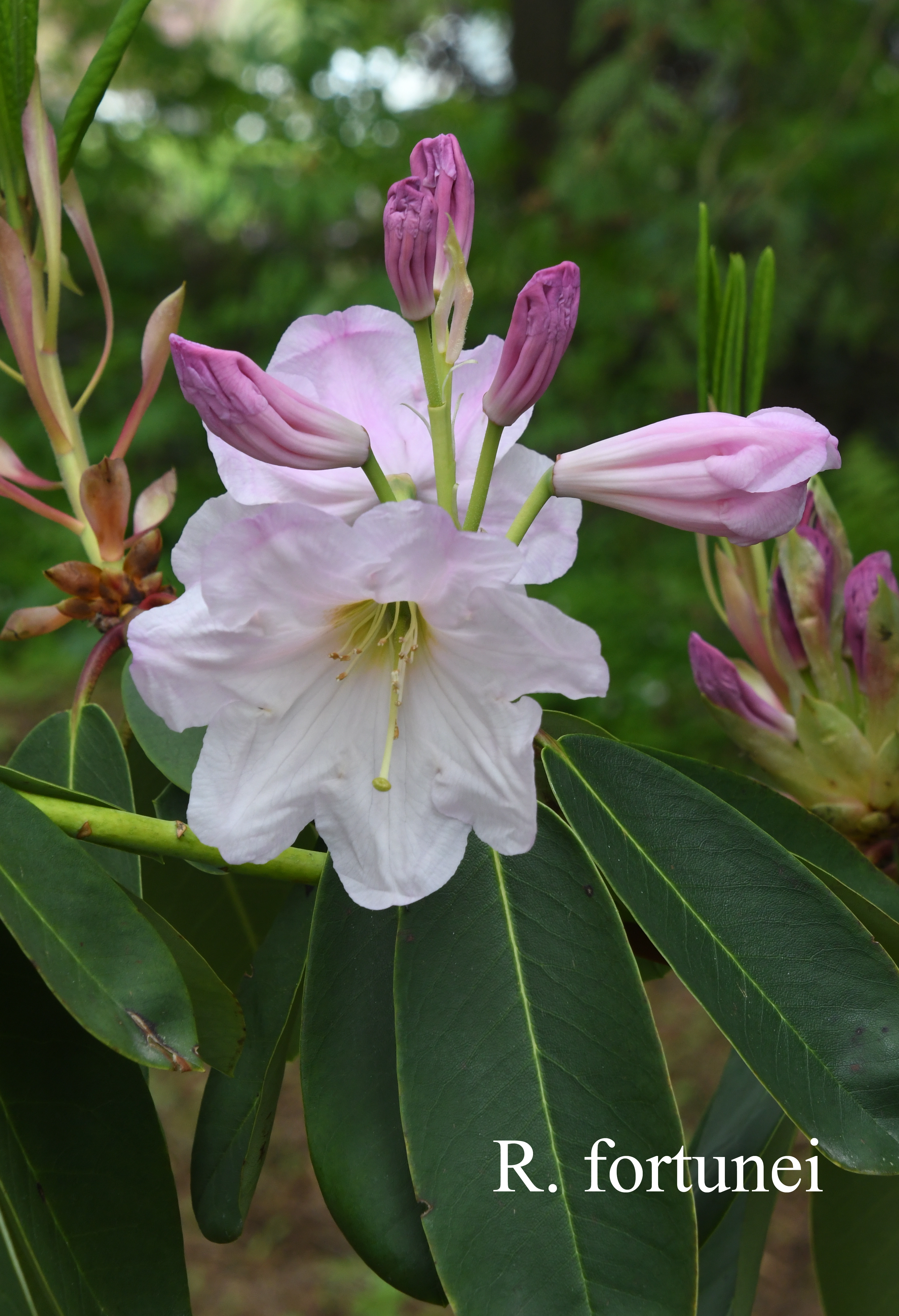 Rhododendron fortunei ssp fortunei photo