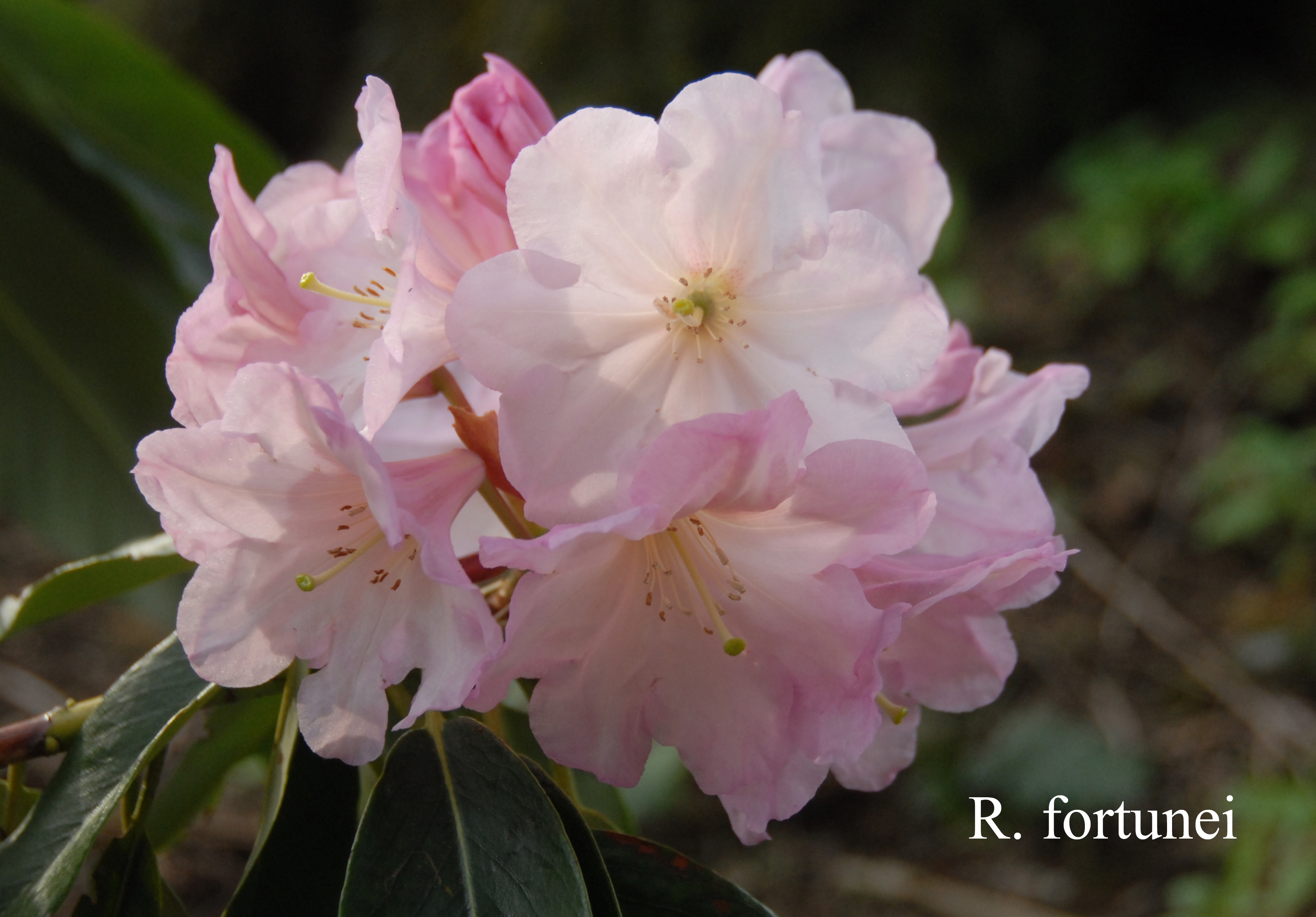Rhododendron fortunei ssp fortunei photo