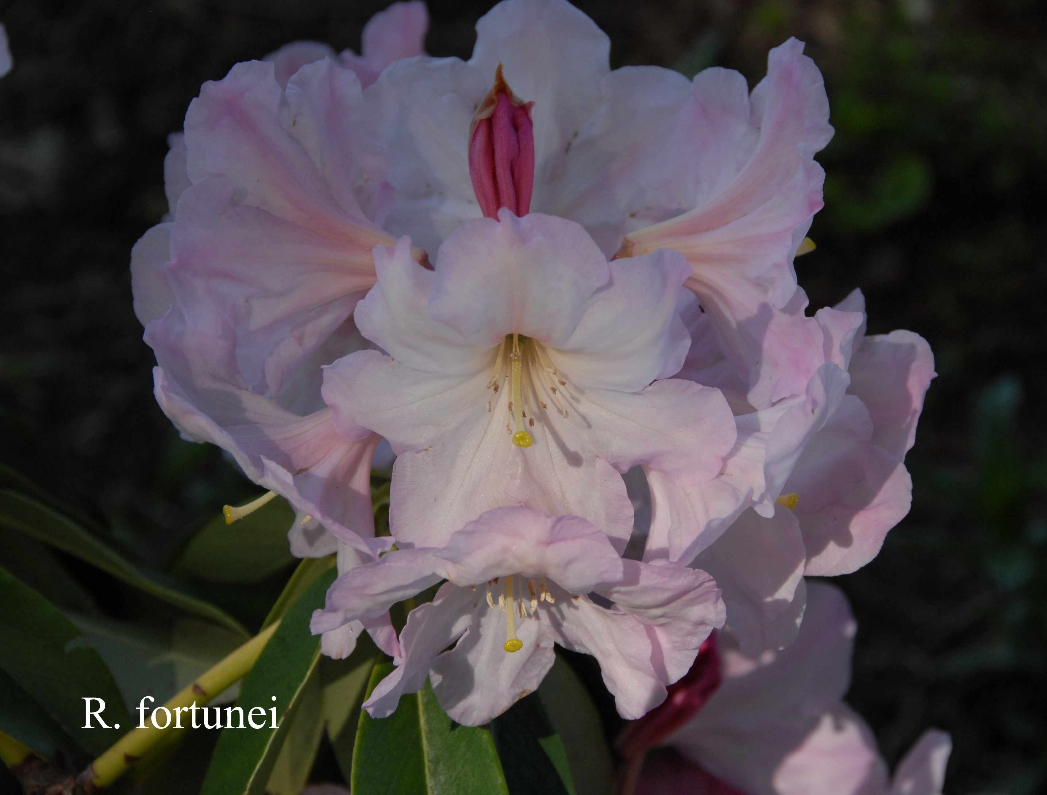 Rhododendron fortunei ssp fortunei photo