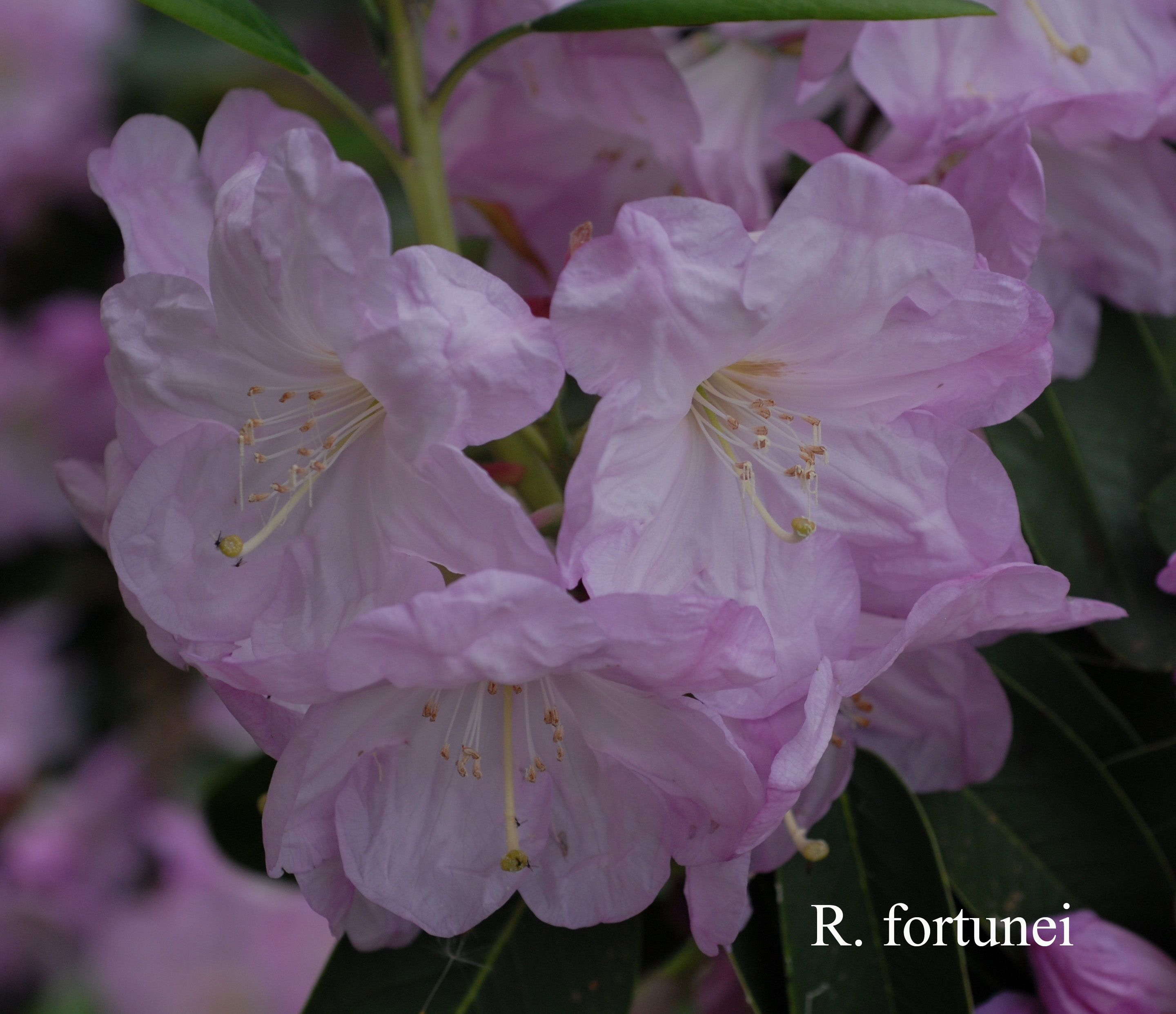 Rhododendron fortunei ssp fortunei photo