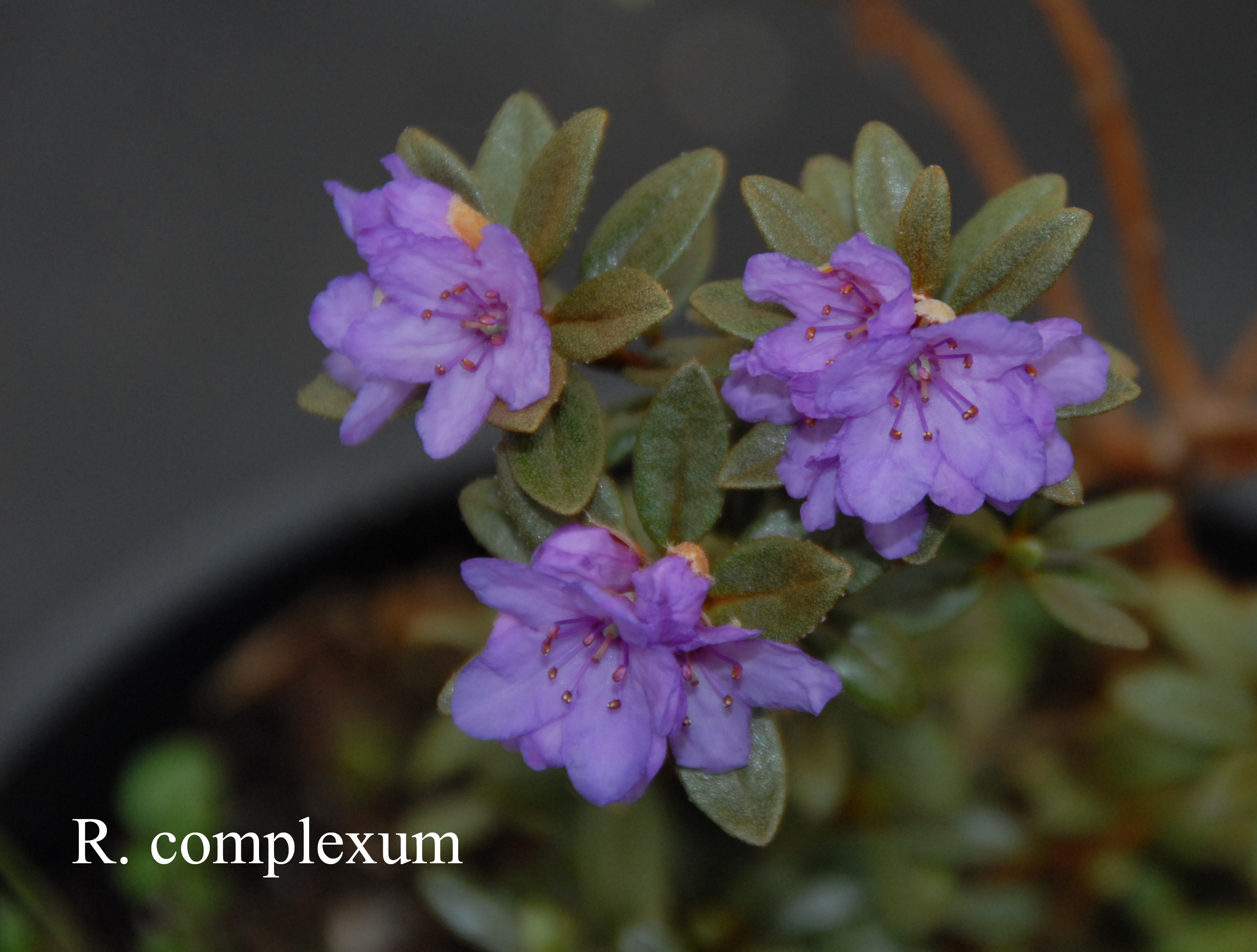 Rhododendron complexum photo