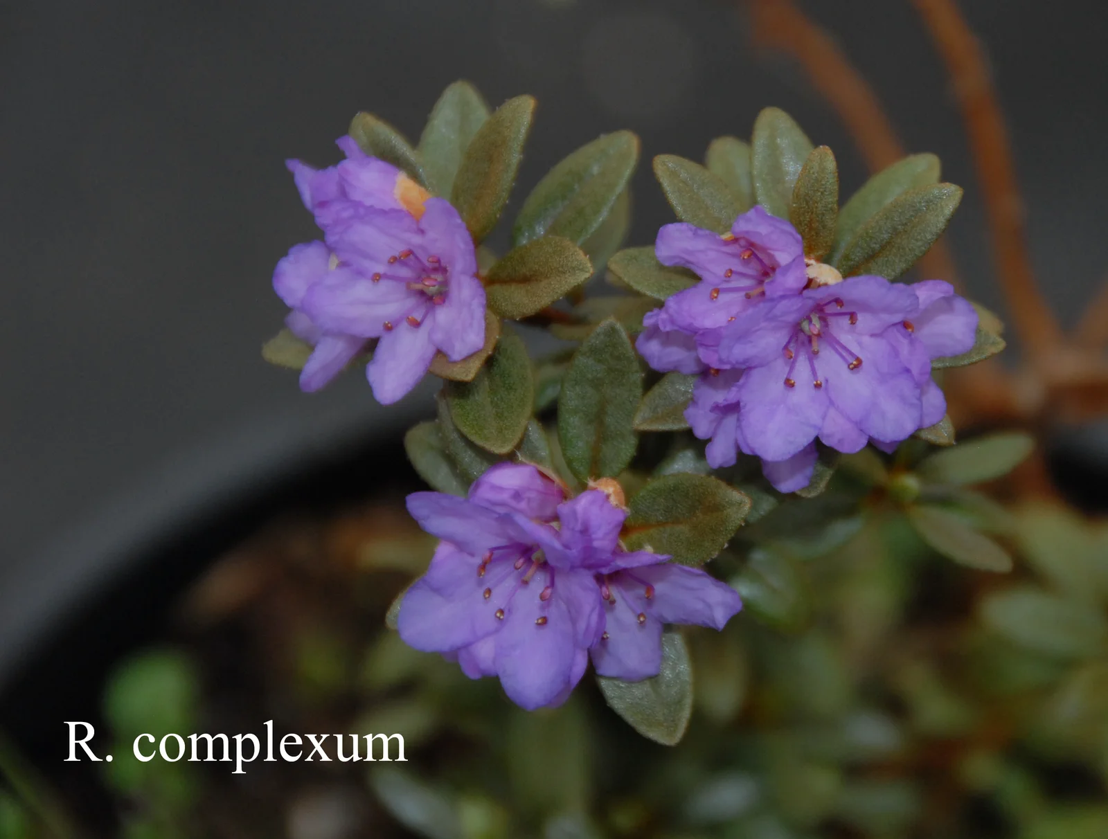 R. complexum photo of R. complexum. Location: Fearing's Farm Nursery, Abbotsford, BC, Canada. Photo by: Harold Fearing