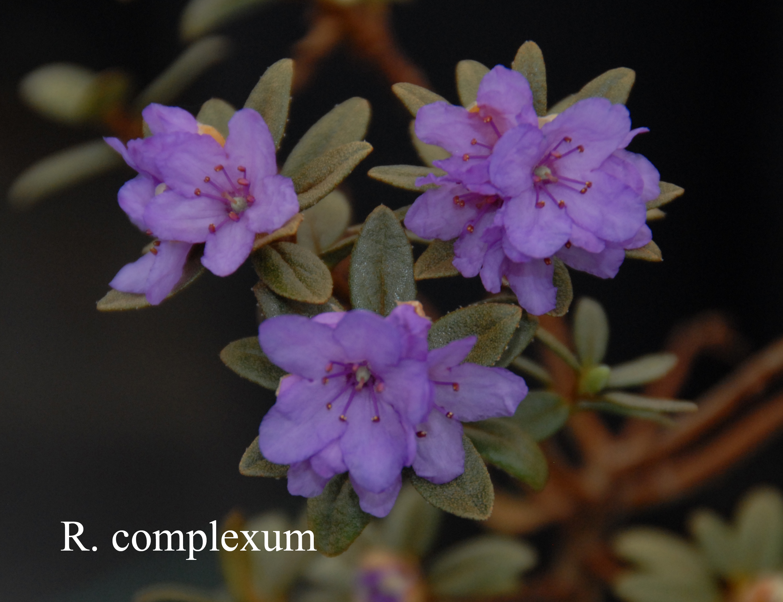 Rhododendron complexum photo