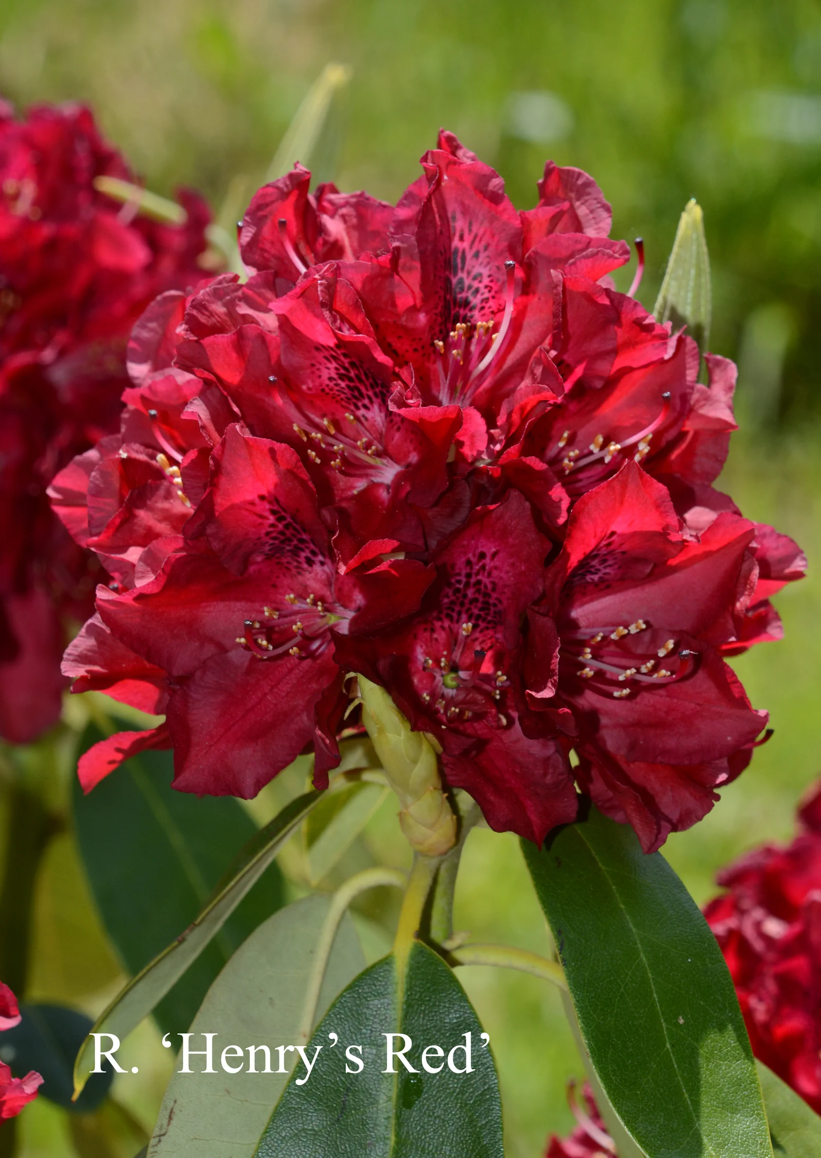 R. 'Henry's Red' photo of R. 'Henry's Red'. Location: Fearing's Farm Nursery, Abbotsford, BC, Canada. Photo by: Harold Fearing