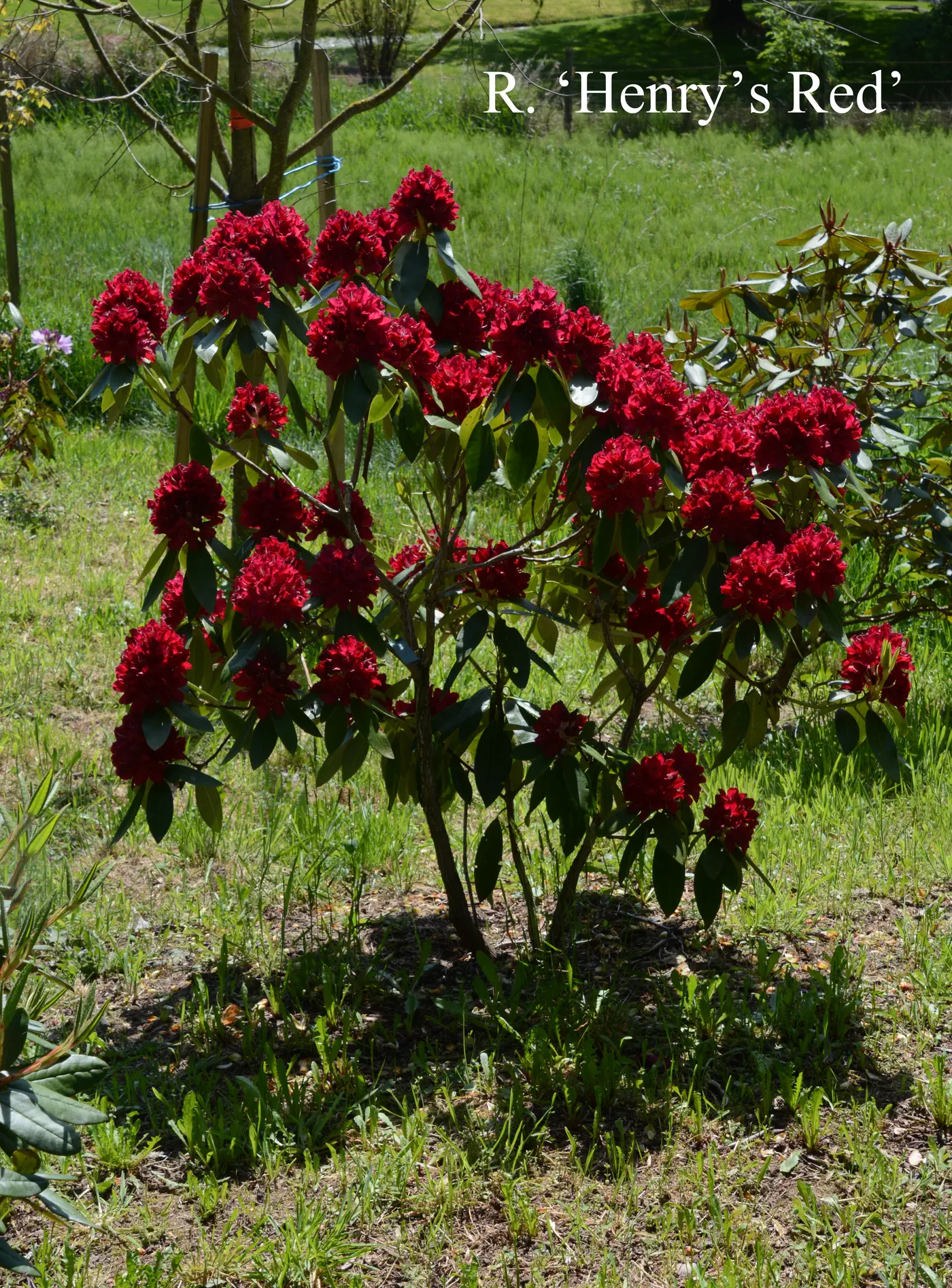 R. 'Henry's Red' photo of R. 'Henry's Red'. Location: Fearing's Farm Nursery, Abbotsford, BC, Canada. Photo by: Harold Fearing