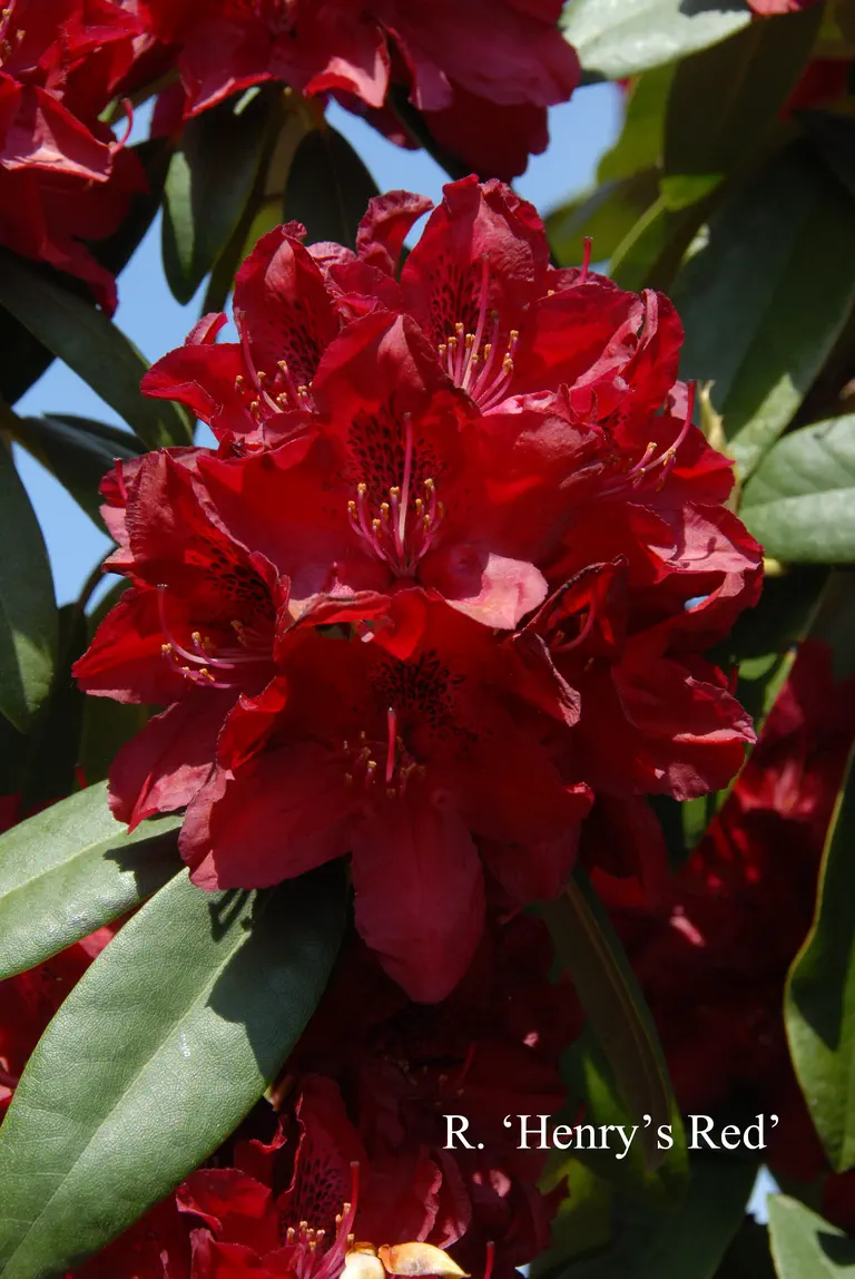 Photo of R. 'Henry's Red', Rhododendron Hybrid