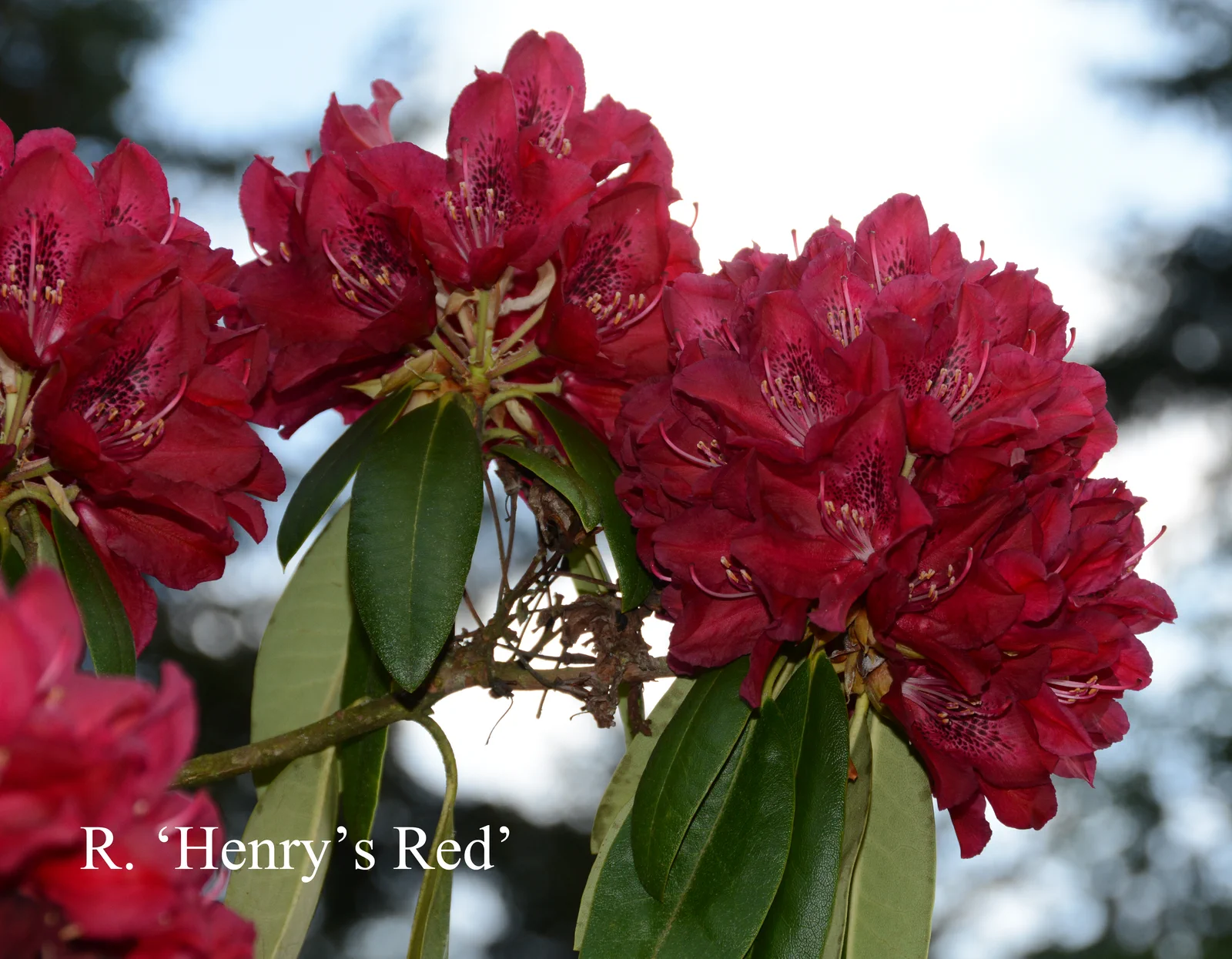 R. 'Henry's Red' photo of R. 'Henry's Red'. Location: Fearing's Farm Nursery, Abbotsford, BC, Canada. Photo by: Harold Fearing