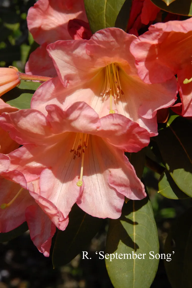 Photo of R. 'September Song', Rhododendron Hybrid