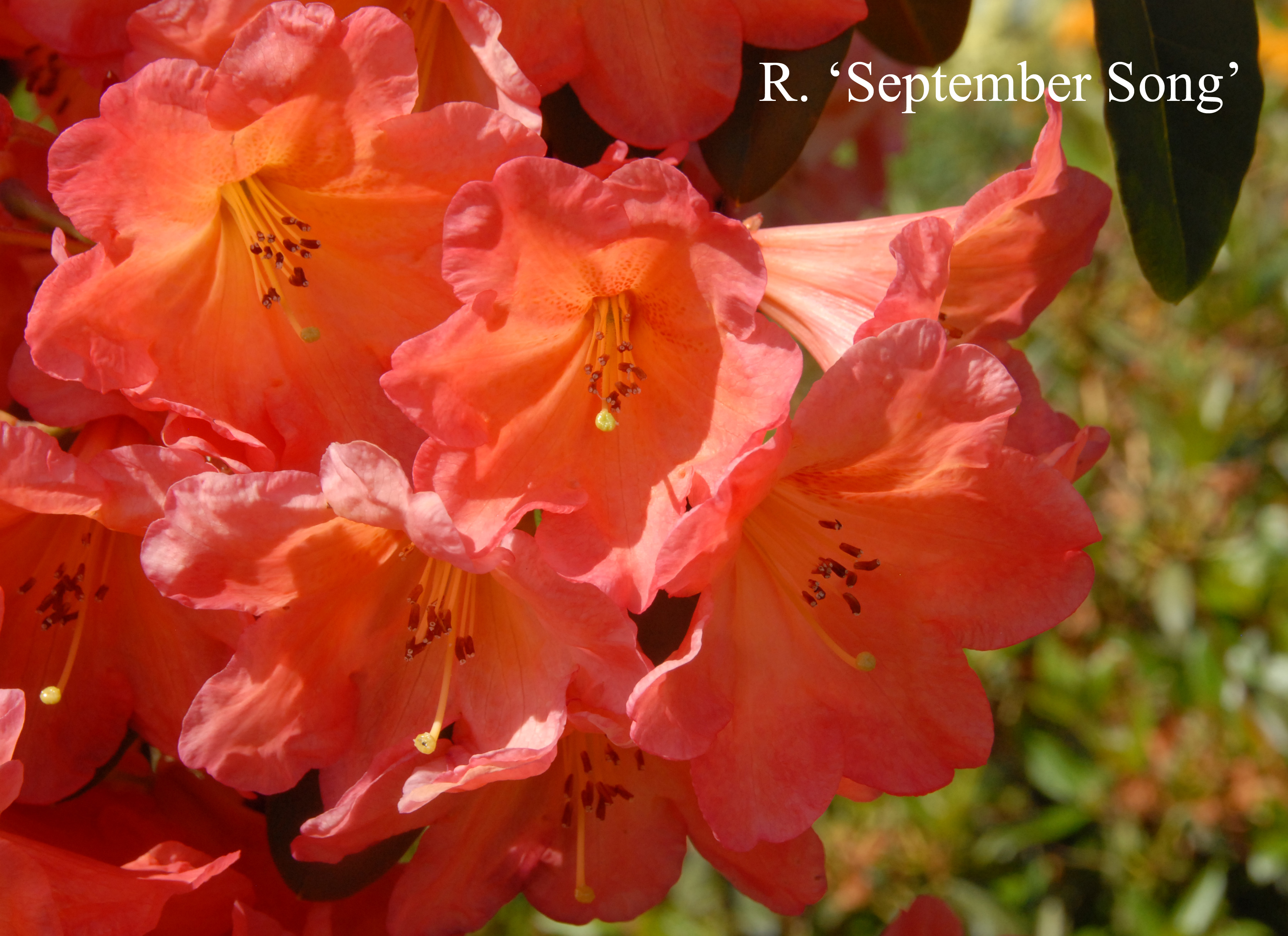Rhododendron September Song photo