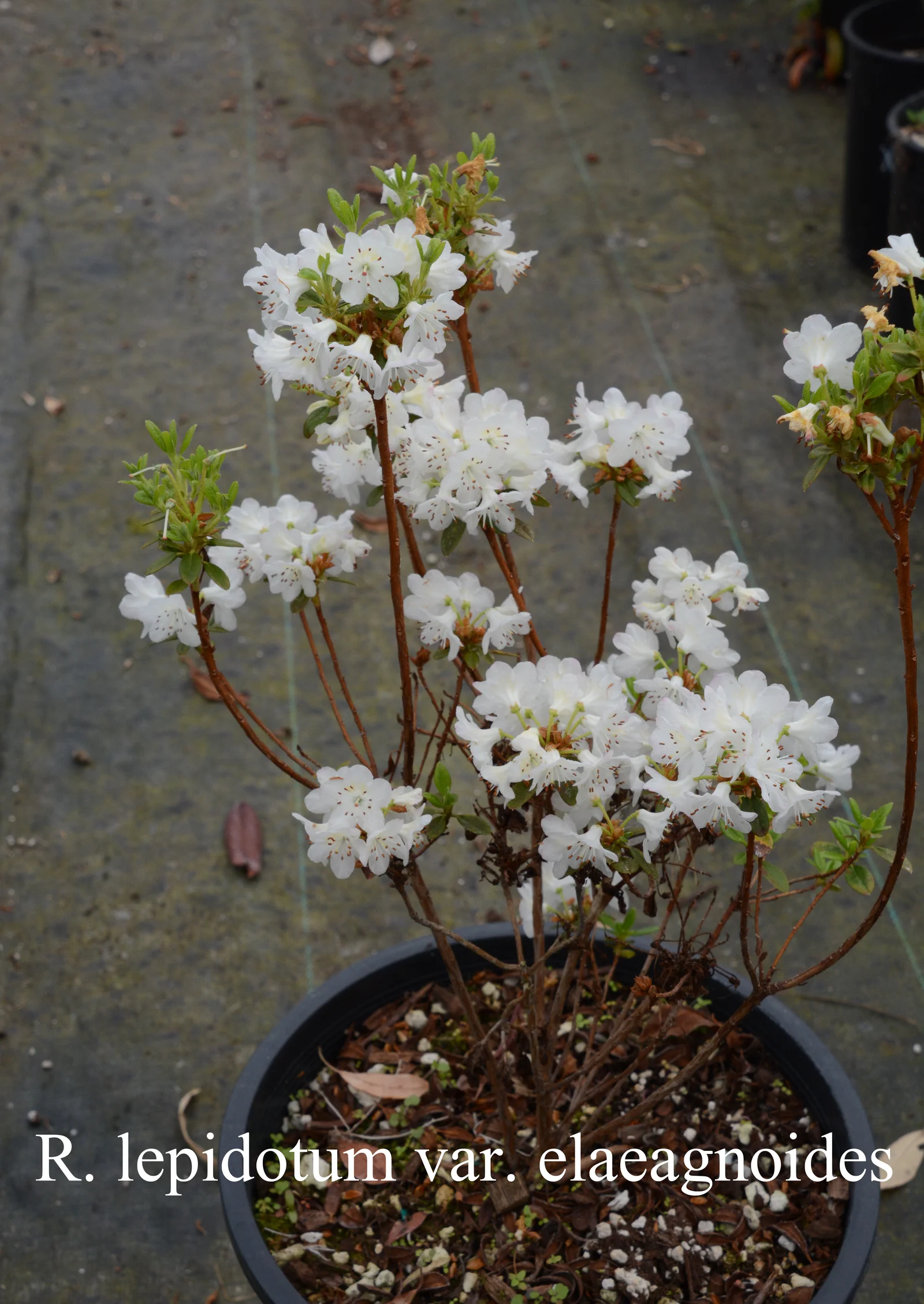 R. lepidotum photo of R. lepidotum. Location: Fearing's Farm Nursery, Abbotsford, BC, Canada. Photo by: Harold Fearing