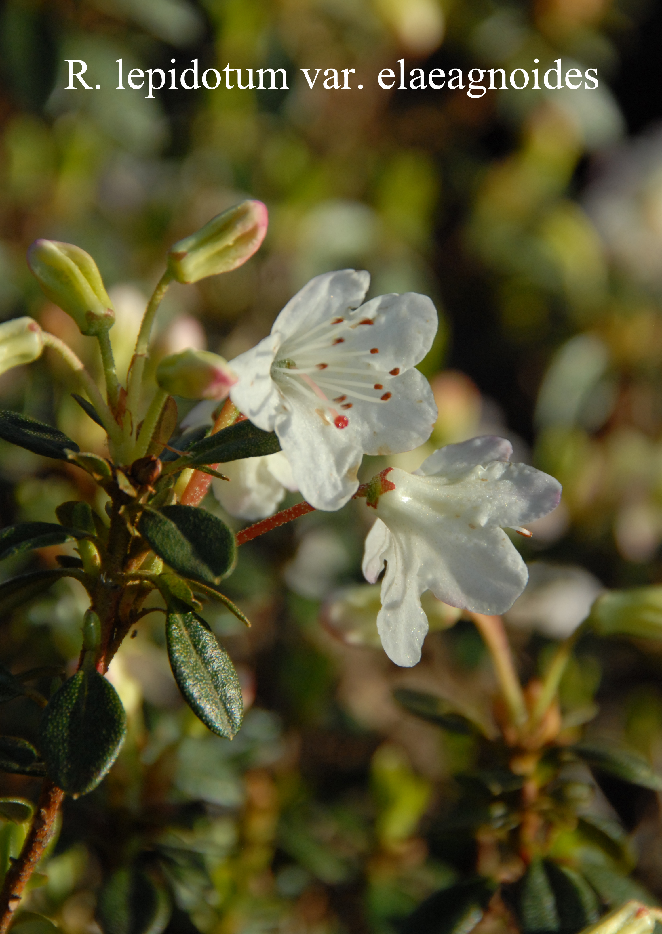 Rhododendron lepidotum photo