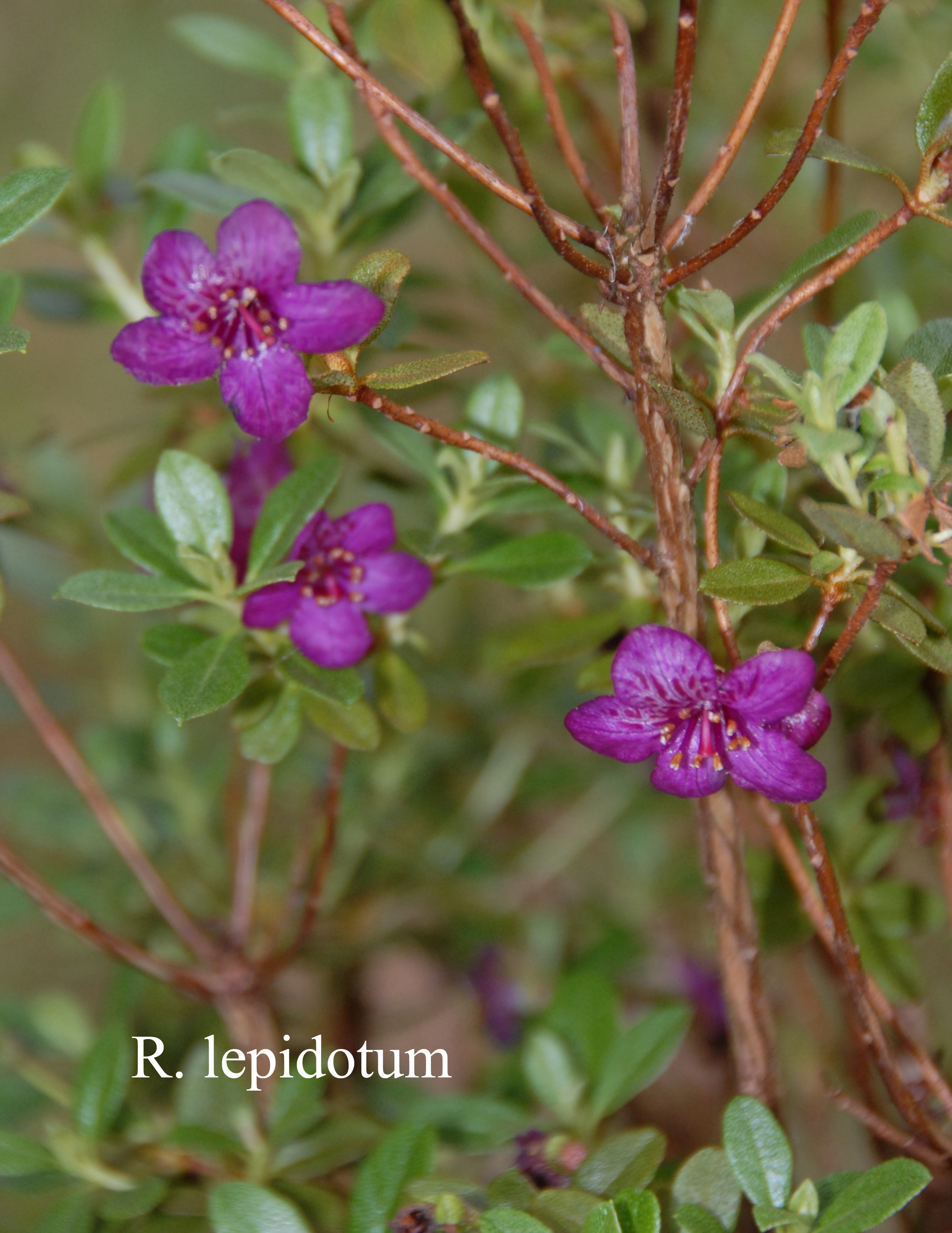 Rhododendron lepidotum photo