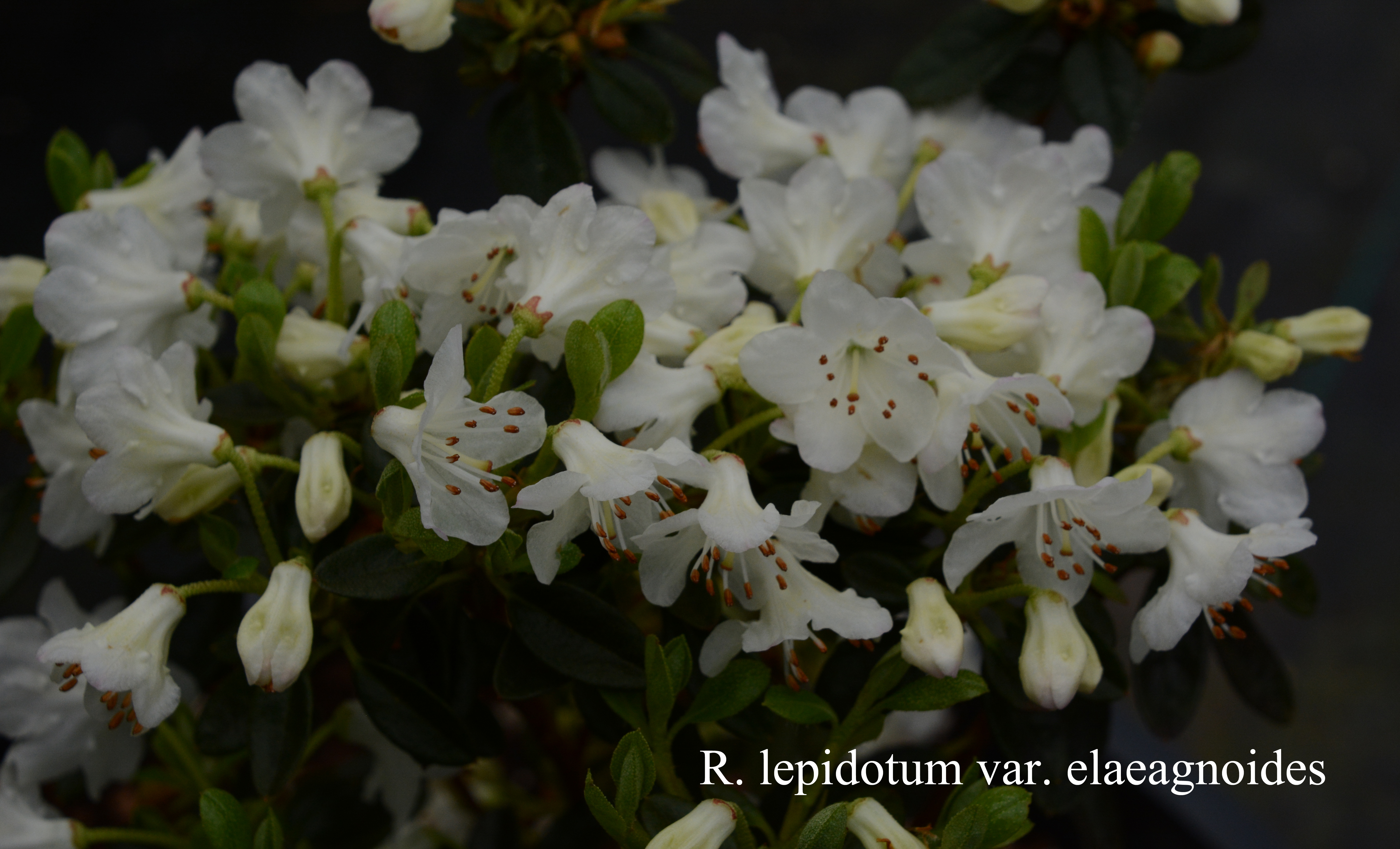 Rhododendron lepidotum photo
