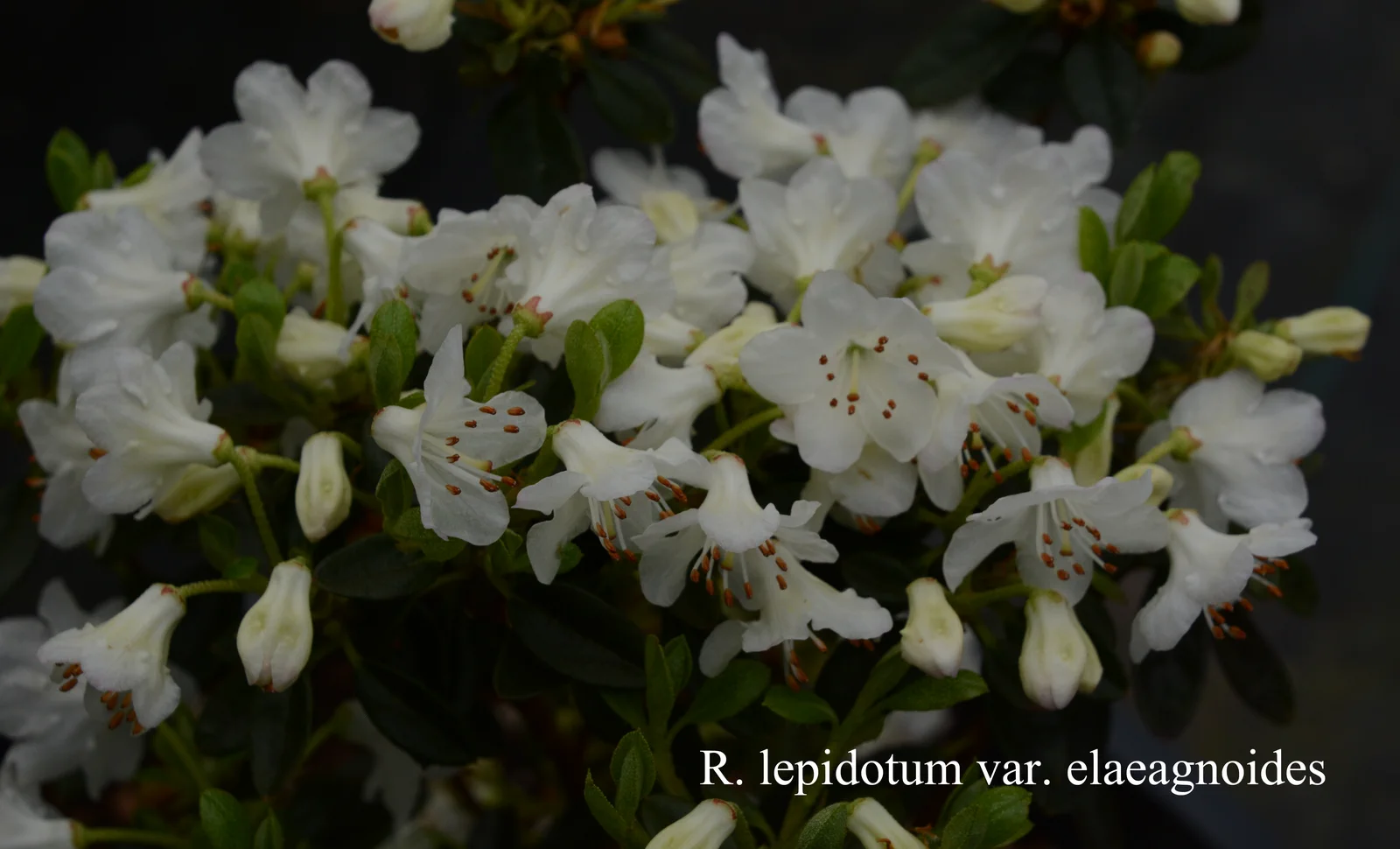 R. lepidotum photo of R. lepidotum. Location: Fearing's Farm Nursery, Abbotsford, BC, Canada. Photo by: Harold Fearing