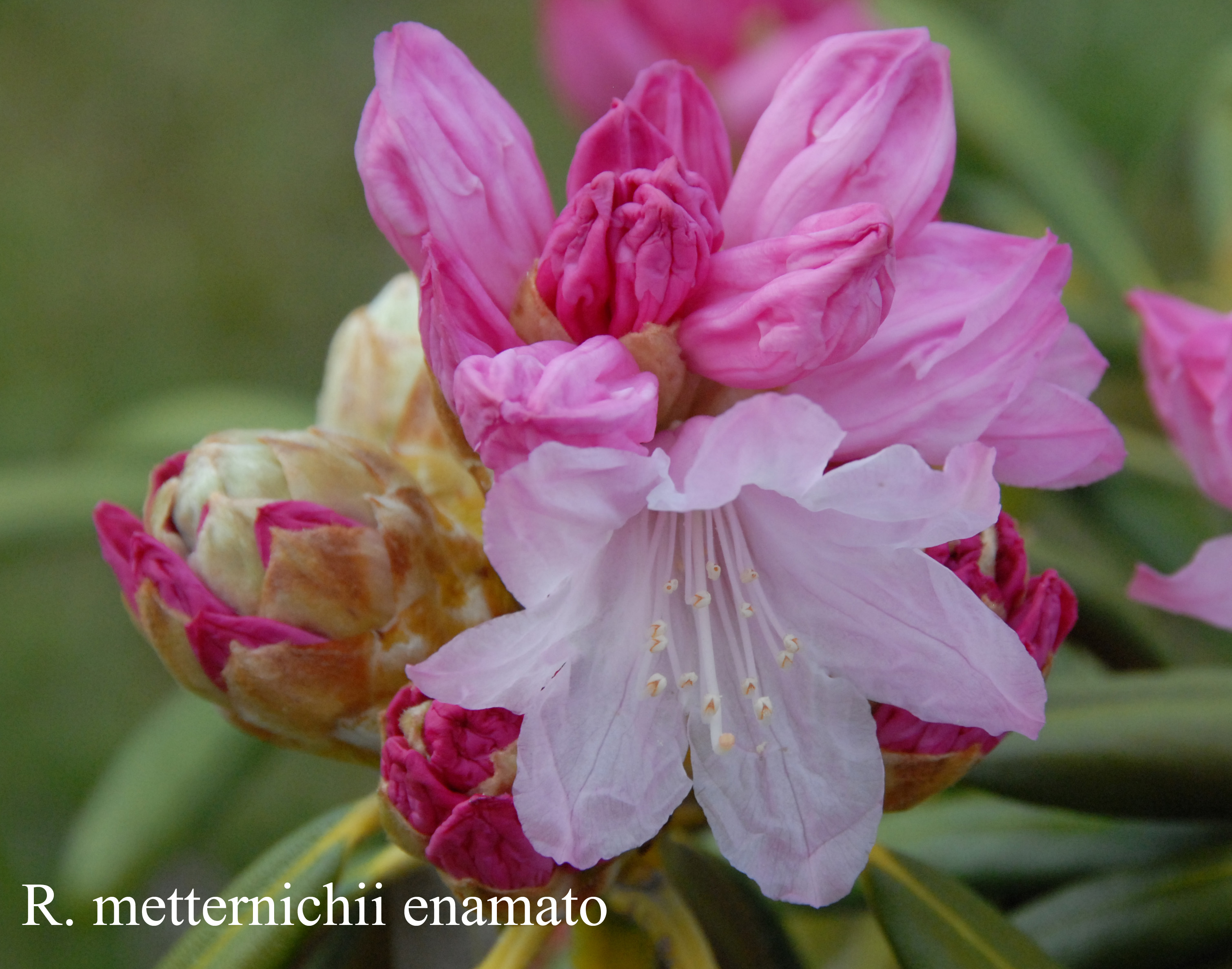 Rhododendron degronianum ssp degronianum photo