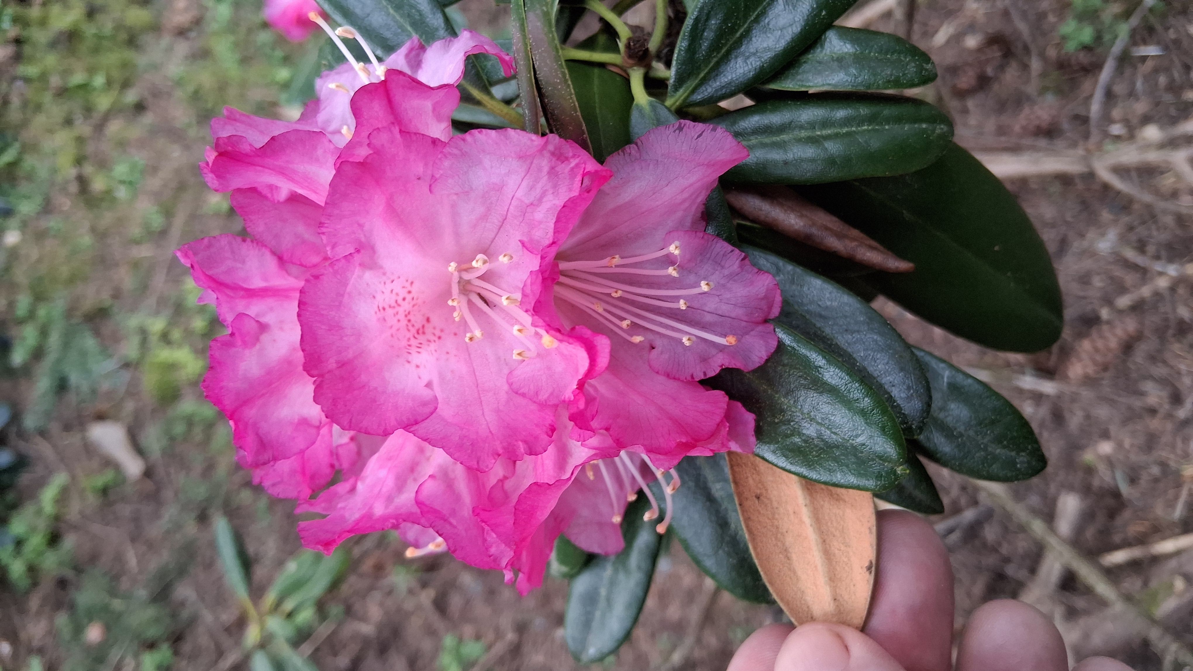 Rhododendron degronianum ssp degronianum photo