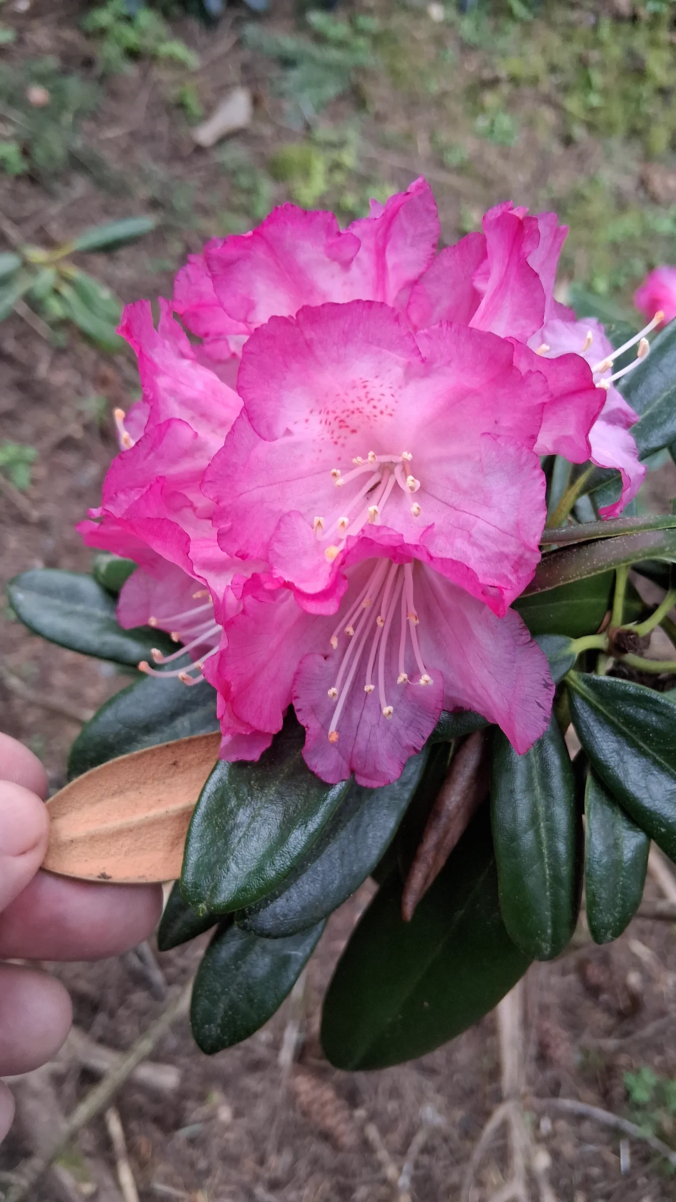 R. degronianum ssp degronianum 2000/97 photo of R. degronianum ssp degronianum. R. degronianum ssp degronianum 2000/097 flowers and indumentum.. Location: Rhododendron Species Botanical Garden. Photo by: Thatrhodylady