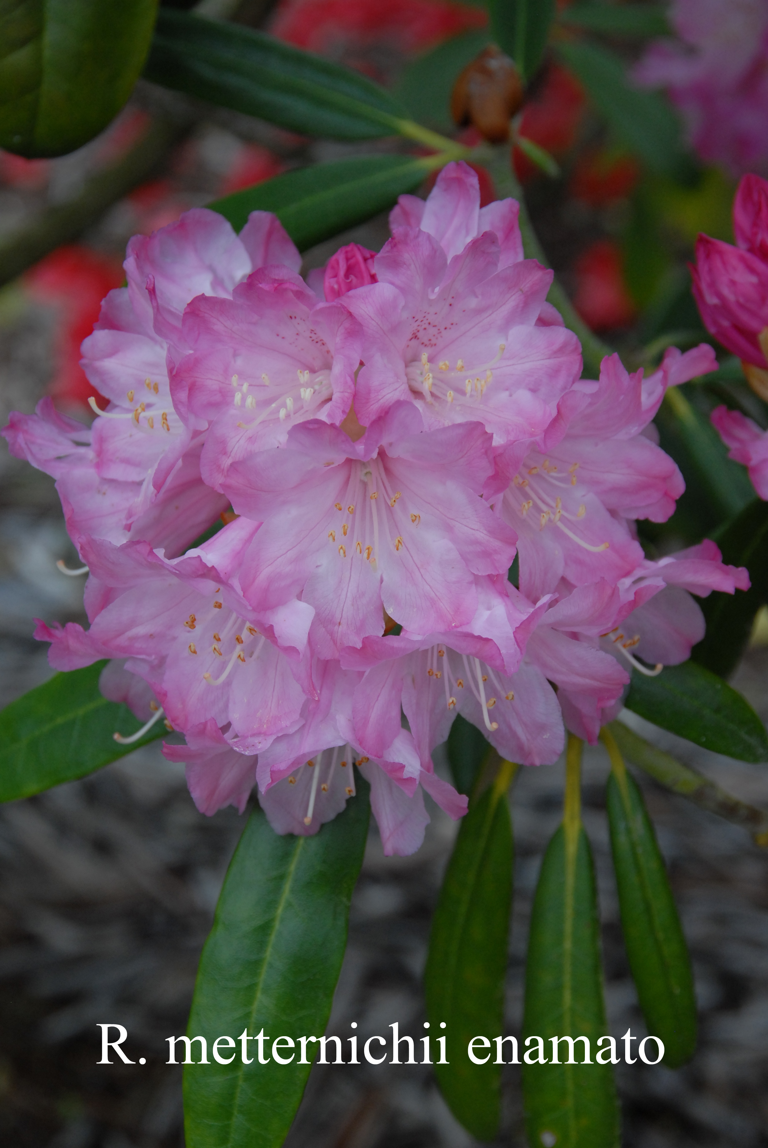 Rhododendron degronianum ssp degronianum photo