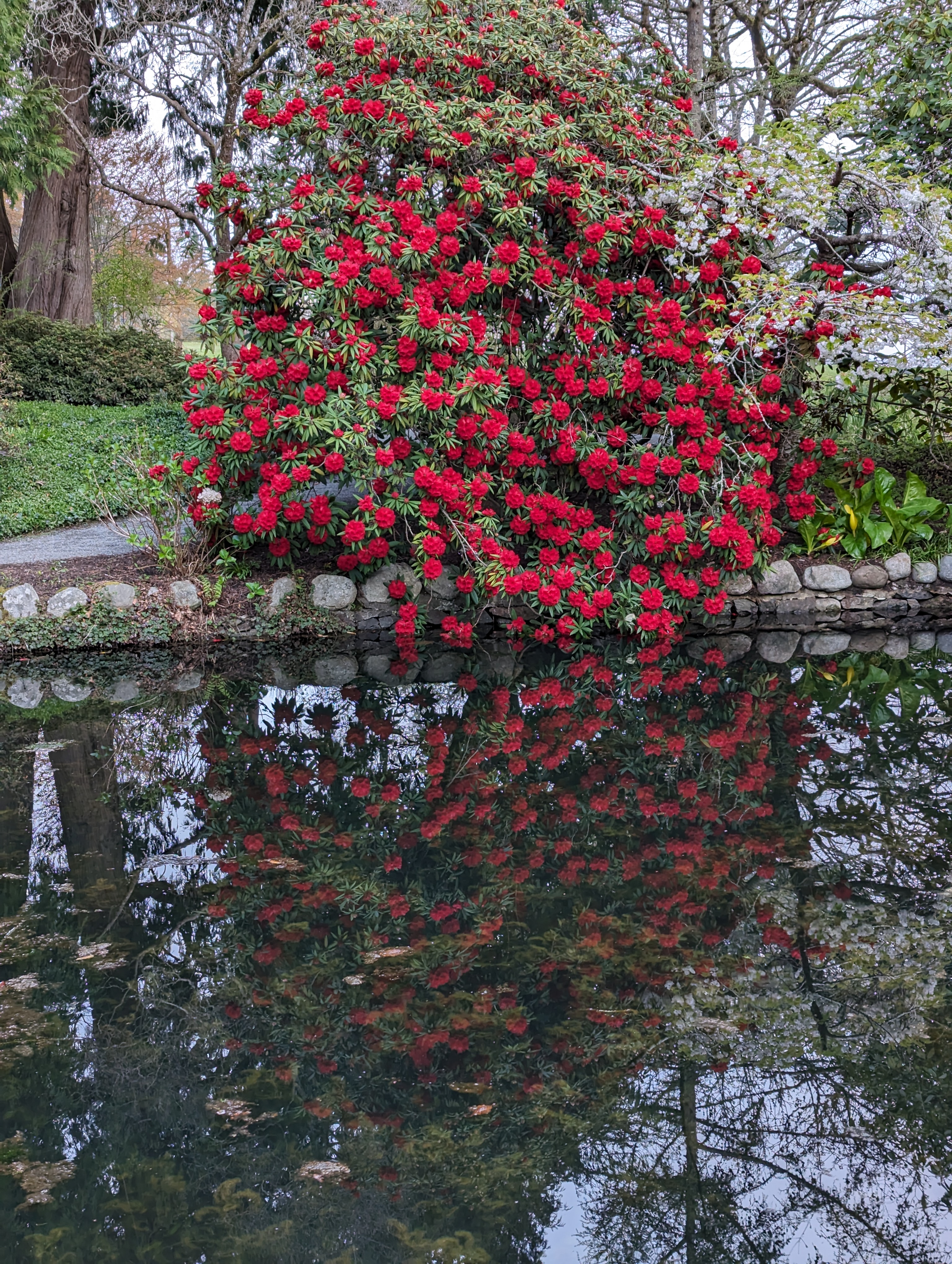 Rhododendron Etta Burrows photo