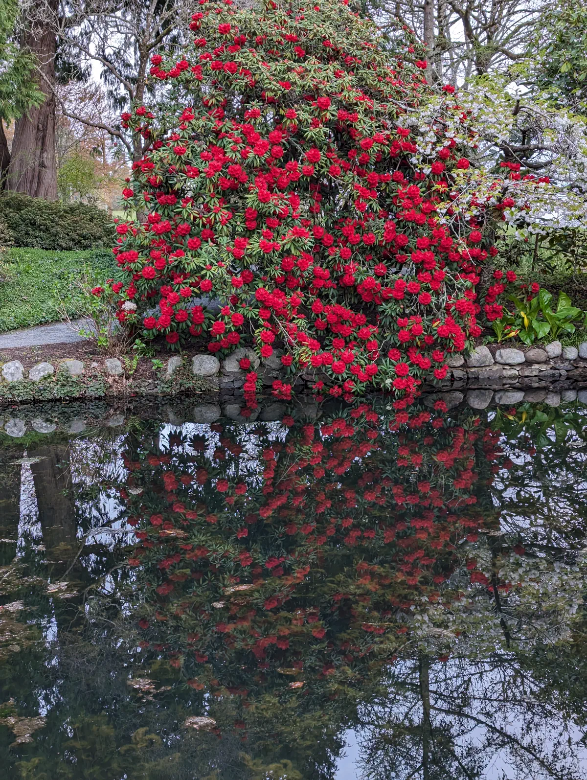 R. 'Etta Burrows' photo of R. 'Etta Burrows'. Mature plant habit. Location: Hatley Castle, South Vancouver Island, BC, Canada. Photo by: John Verwolf