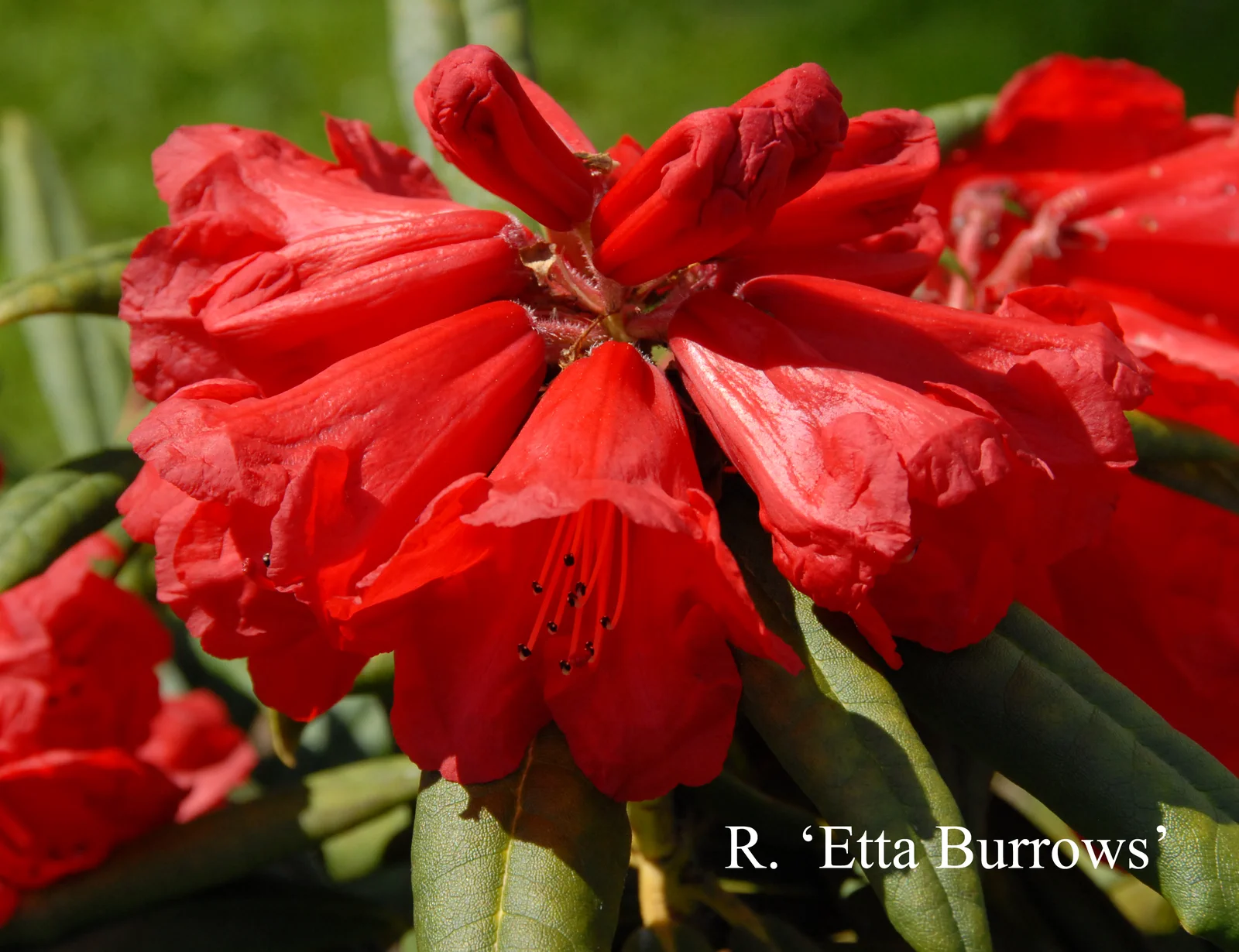 R. 'Etta Burrows' photo of R. 'Etta Burrows'. Location: Fearing's Farm Nursery, Abbotsford, BC, Canada. Photo by: Harold Fearing