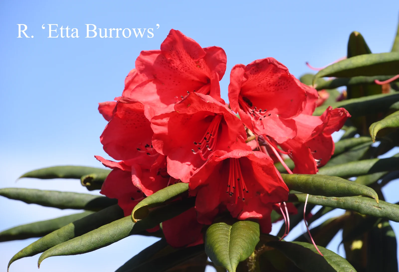 R. 'Etta Burrows' photo of R. 'Etta Burrows'. Location: Fearing's Farm Nursery, Abbotsford, BC, Canada. Photo by: Harold Fearing