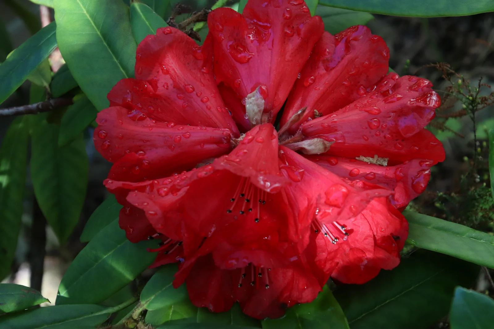 R. 'Etta Burrows' photo of R. 'Etta Burrows'. Location: Private garden, Comox, BC, Canada. Photo by: Garth Wedemire