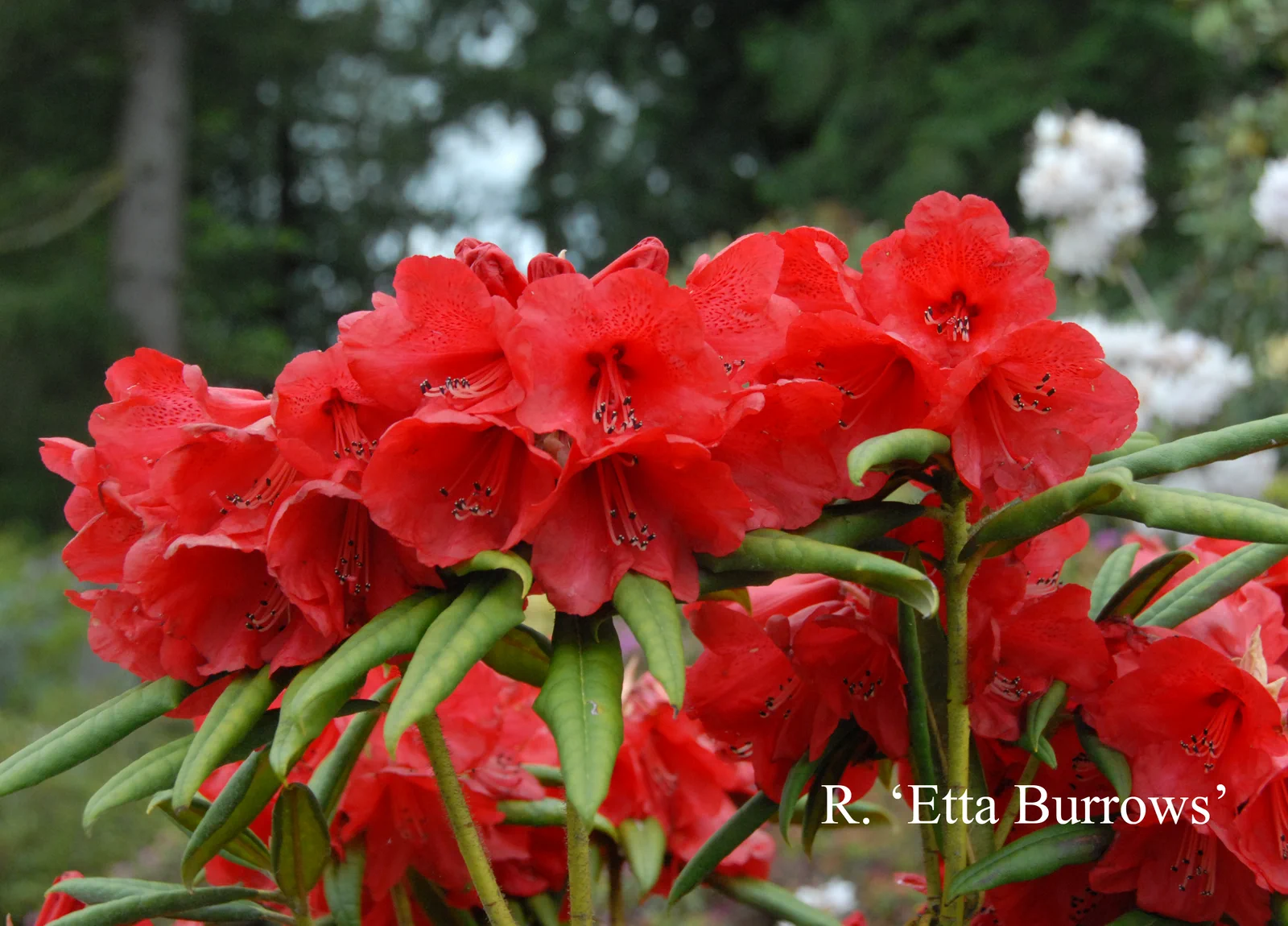 R. 'Etta Burrows' photo of R. 'Etta Burrows'. Location: Fearing's Farm Nursery, Abbotsford, BC, Canada. Photo by: Harold Fearing