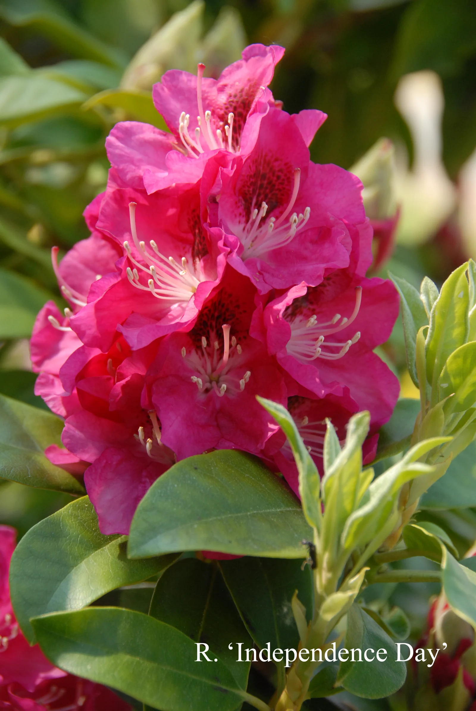 R. 'Independence Day' photo of R. 'Independence Day'. Location: Fearing's Farm Nursery, Abbotsford, BC, Canada. Photo by: Harold Fearing