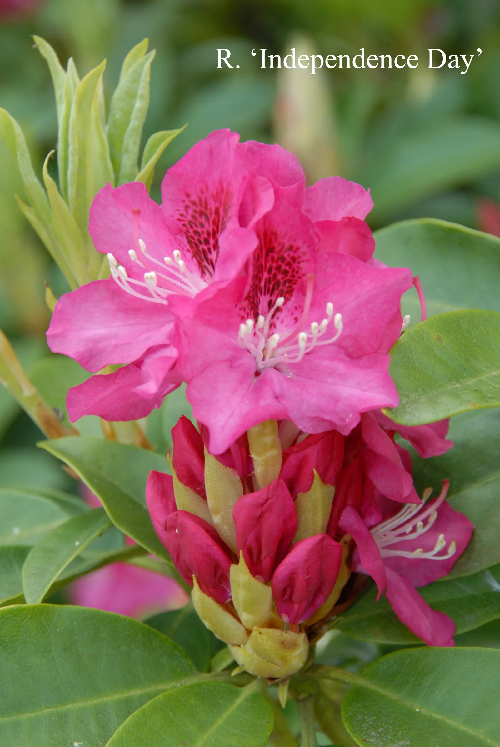 R. 'Independence Day' photo of R. 'Independence Day'. Location: Fearing's Farm Nursery, Abbotsford, BC, Canada. Photo by: Harold Fearing