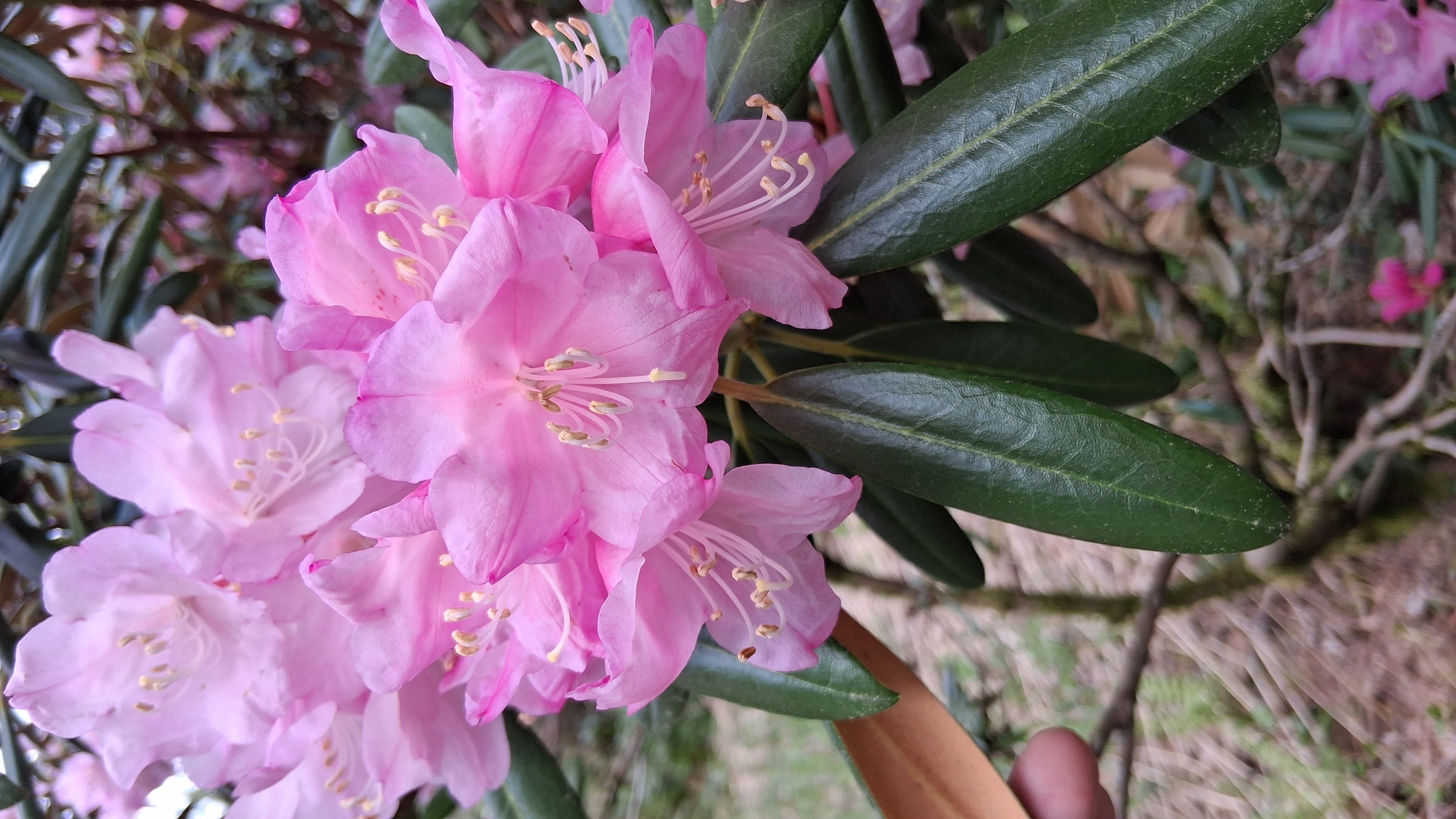 Rhododendron Dalriada photo