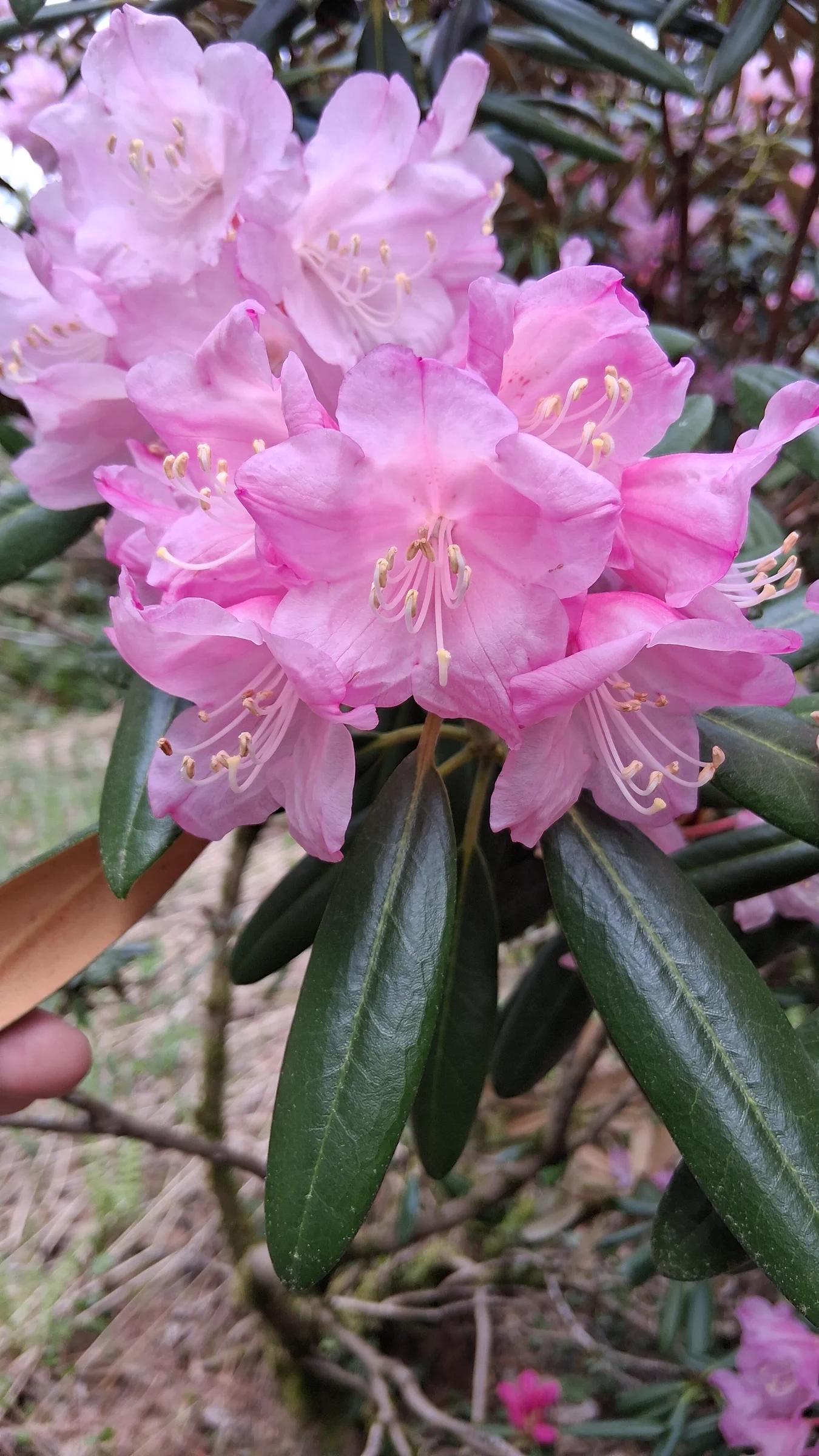 R. degronianum ssp degronianum 'Dalriada' photo of R. degronianum ssp degronianum 'Dalriada'. R. degronianum ssp degronianum 'Dalriada' flowers, leaves, and indumentum.. Location: Rhododendron Species Botanical Garden. Photo by: Thatrhodylady