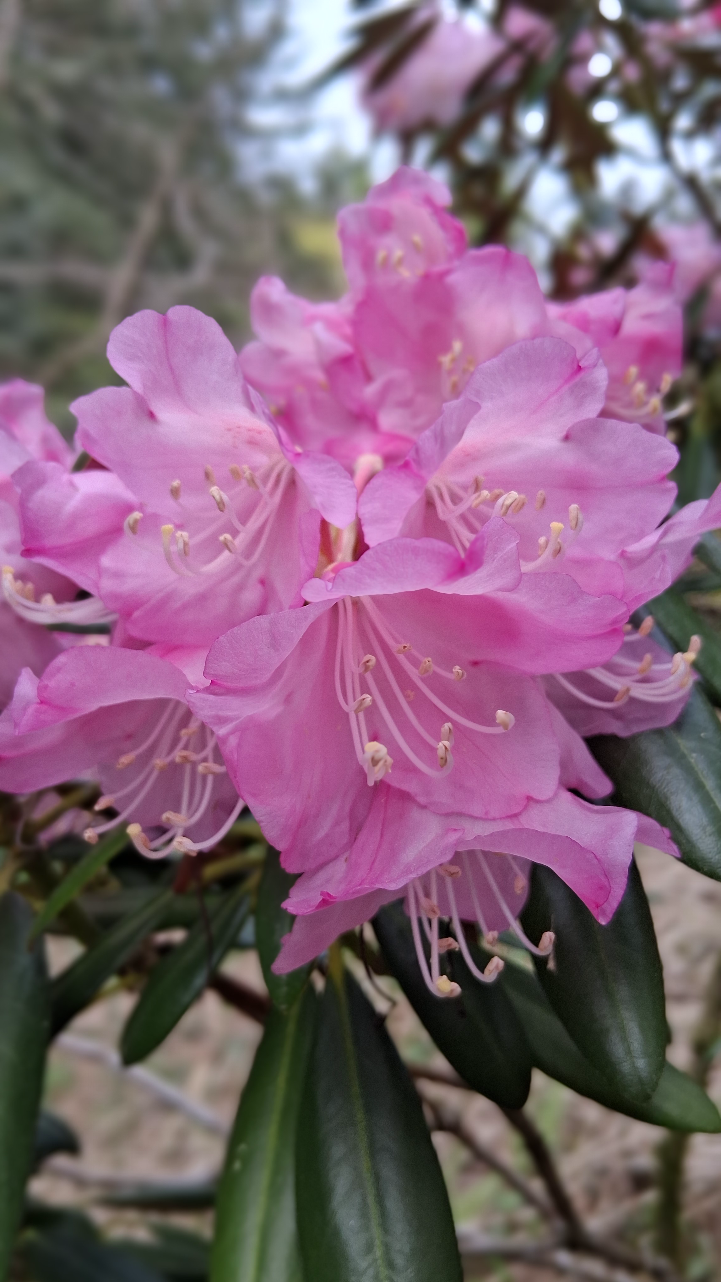 Rhododendron Dalriada photo