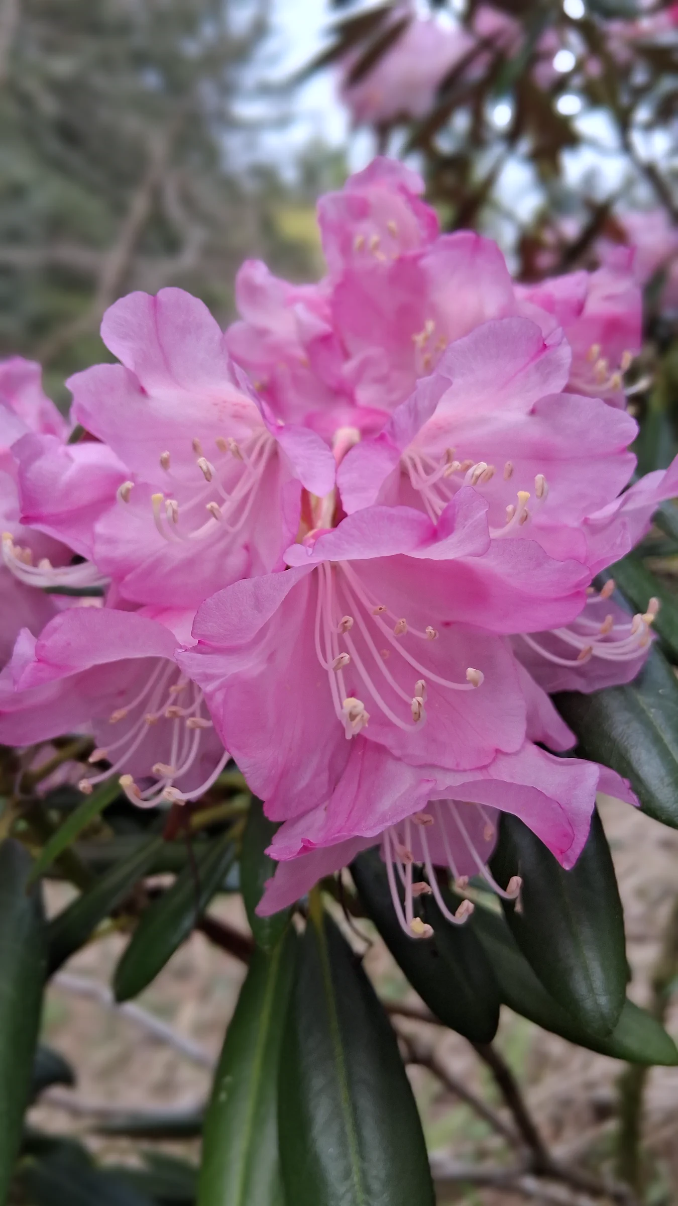 R. degronianum ssp degronianum 'Dalriada' photo of R. degronianum ssp degronianum 'Dalriada'. R. degronianum ssp degronianum 'Dalriada'. Location: Rhododendron Species Botanical Garden. Photo by: Thatrhodylady