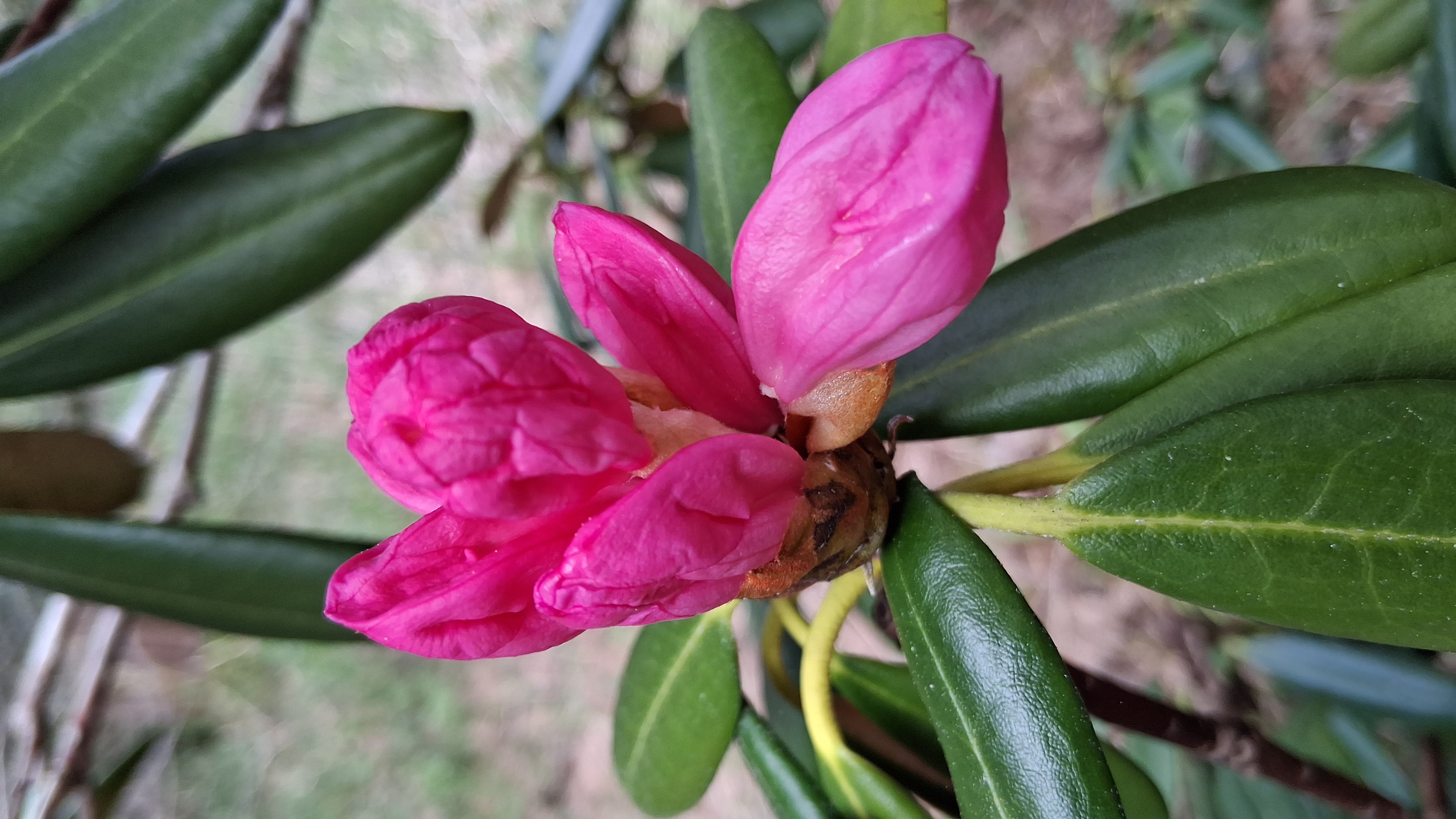 Rhododendron Dalriada photo