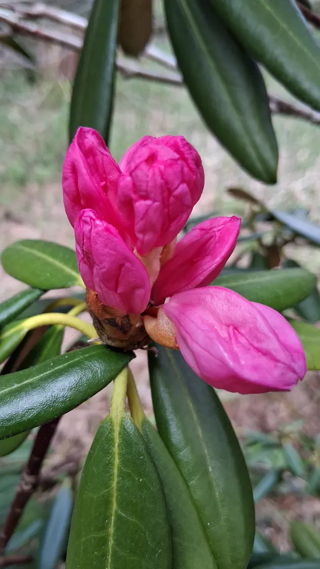 Photo of R. degronianum ssp degronianum 'Dalriada', Rhododendron Species Selection
