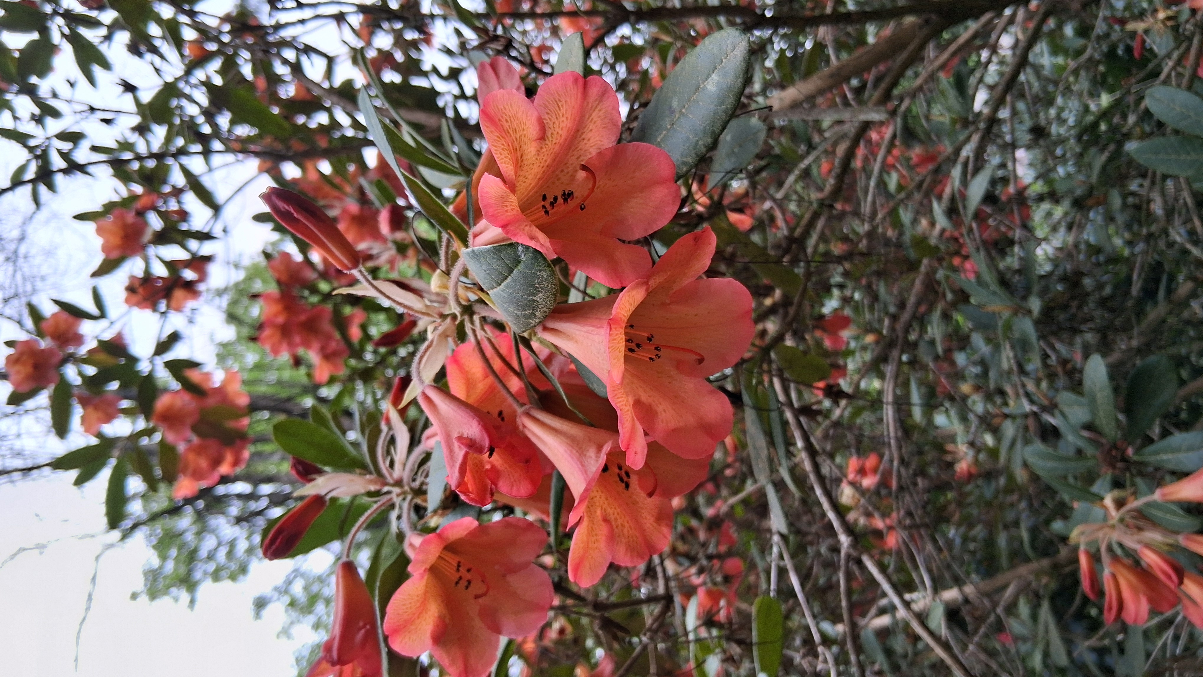 Rhododendron Medusa Group photo