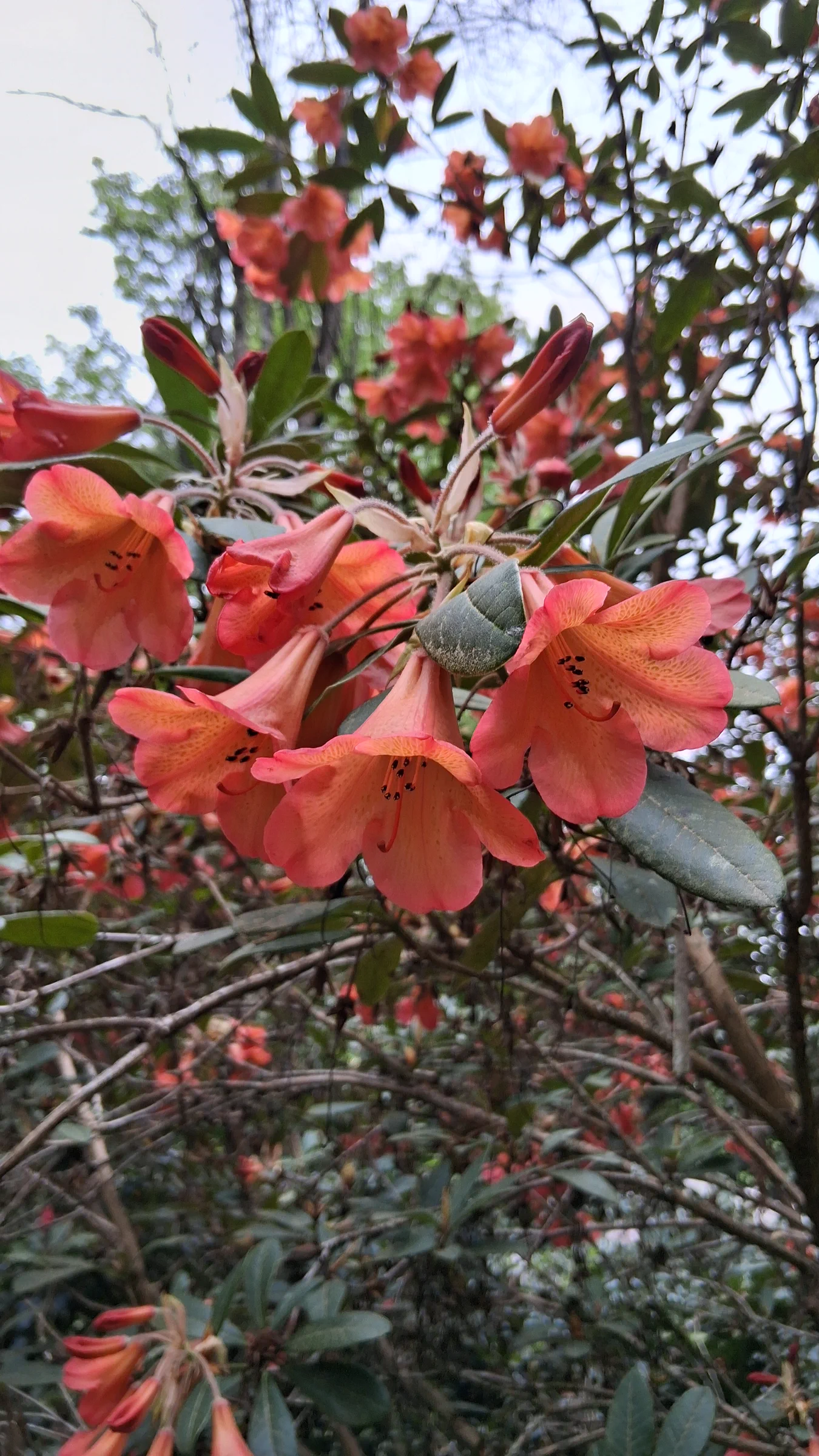 R. 'Medusa Group' photo of R. 'Medusa Group'. R. 'Medusa' flowers.. Location: Soos Creek Botanical Garden. Photo by: Thatrhodylady