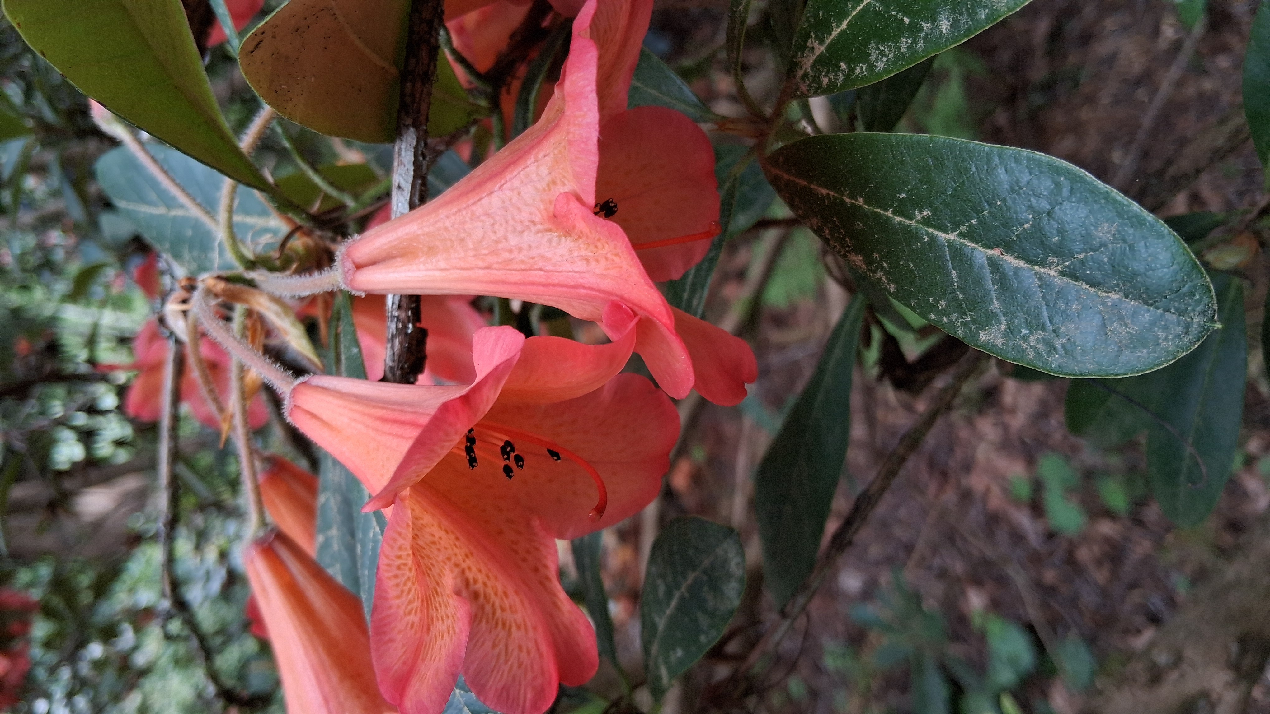 Rhododendron Medusa Group photo