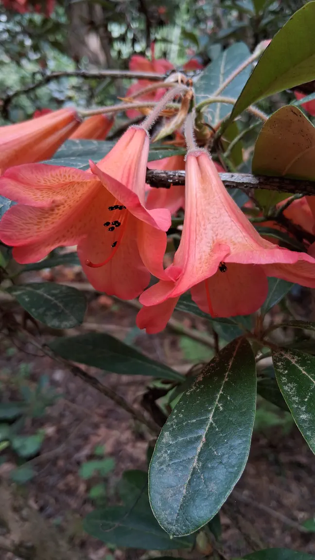 Photo of R. 'Medusa Group', Rhododendron Cultivar group