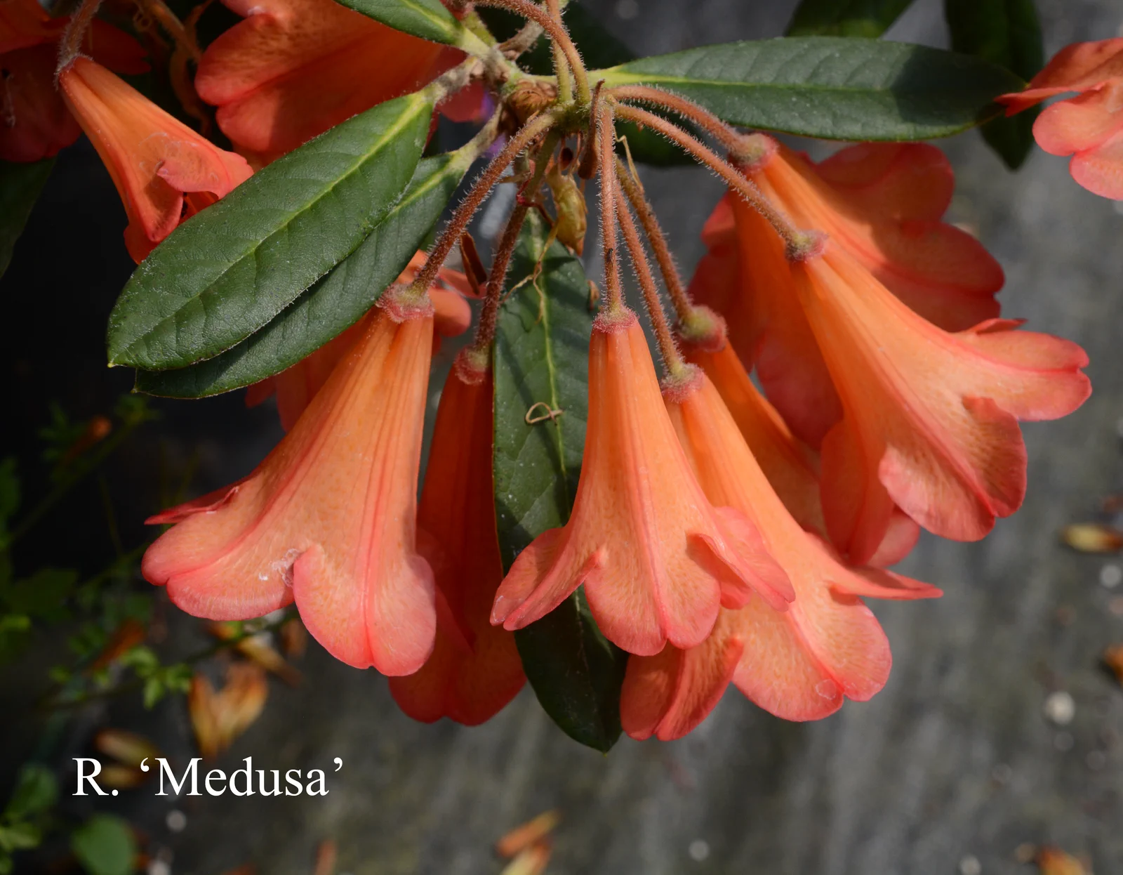 R. 'Medusa Group' photo of R. 'Medusa Group'. Location: Fearing's Farm Nursery, Abbotsford, BC, Canada. Photo by: Harold Fearing