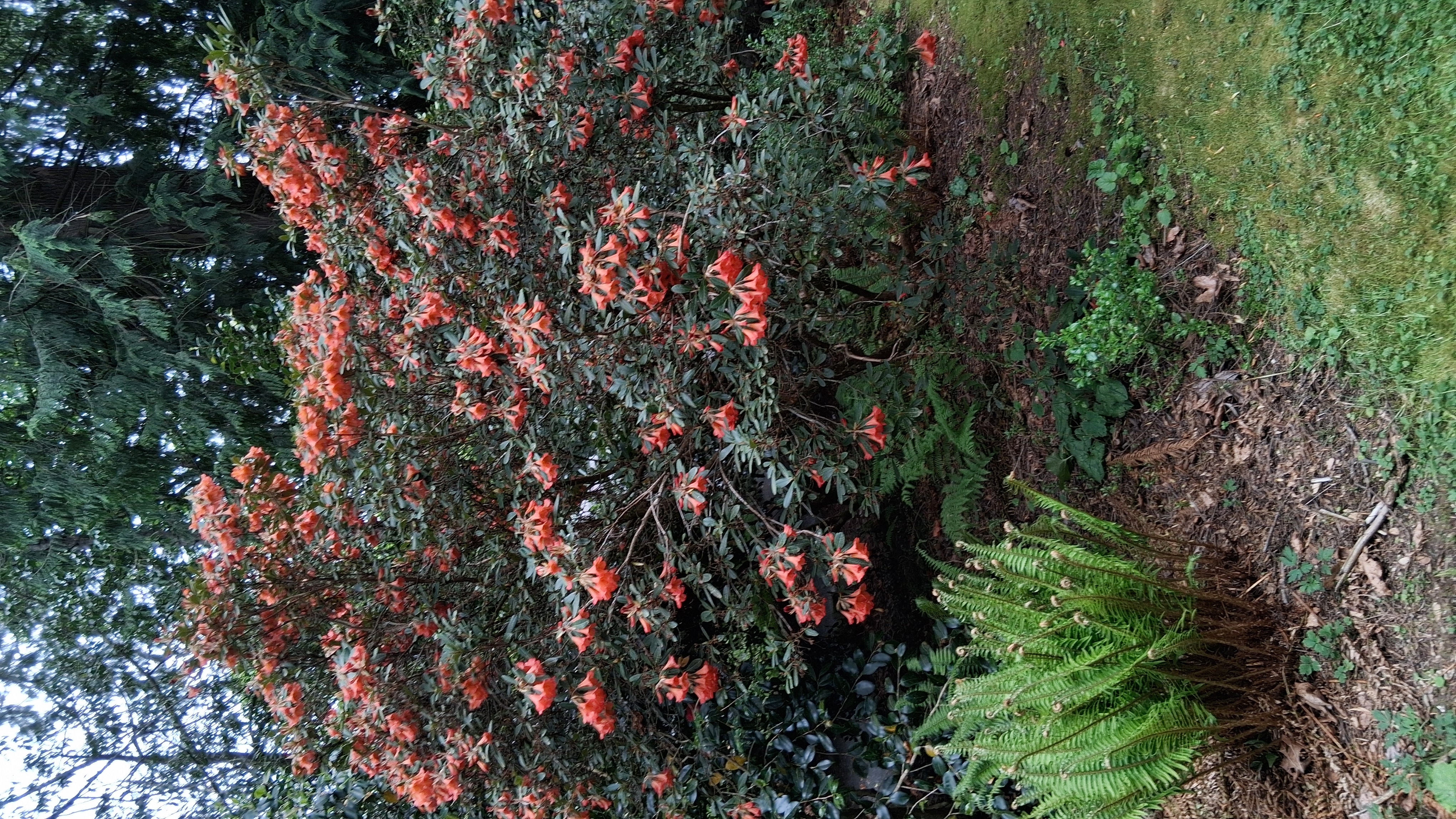 Rhododendron Medusa Group photo
