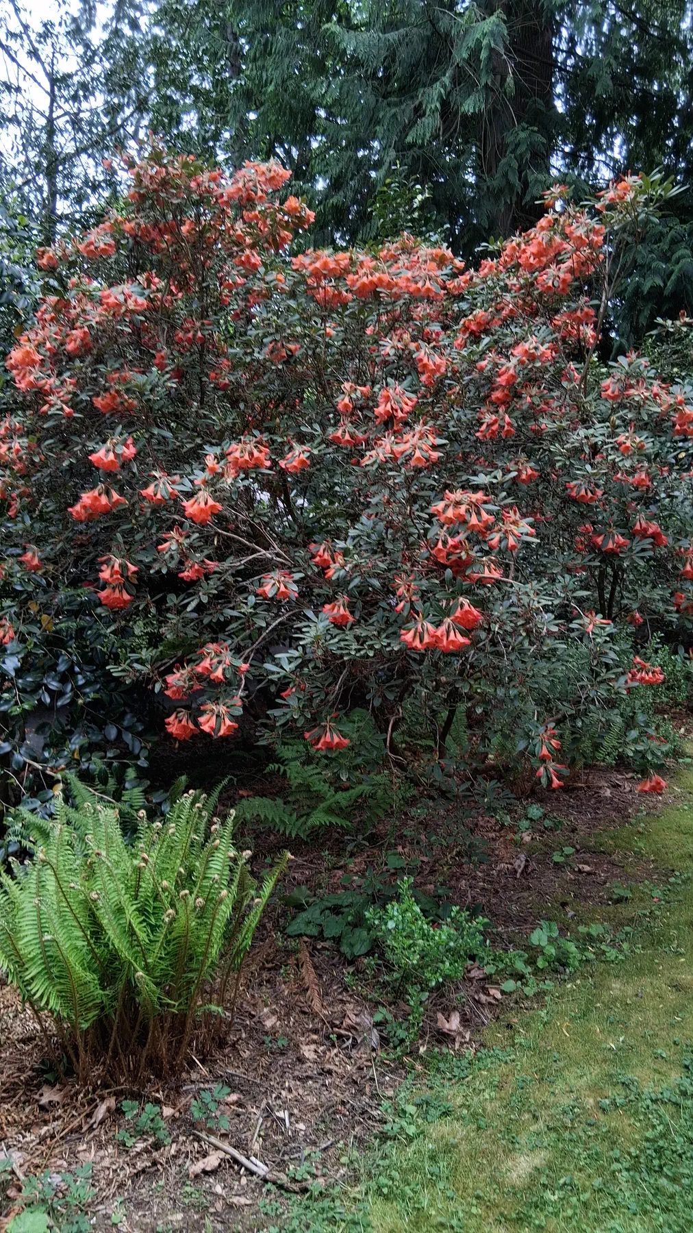 R. 'Medusa Group' photo of R. 'Medusa Group'. Massive 4m tall R. 'Medusa' (13ft).. Location: Soos Creek Botanical Garden. Photo by: Thatrhodylady