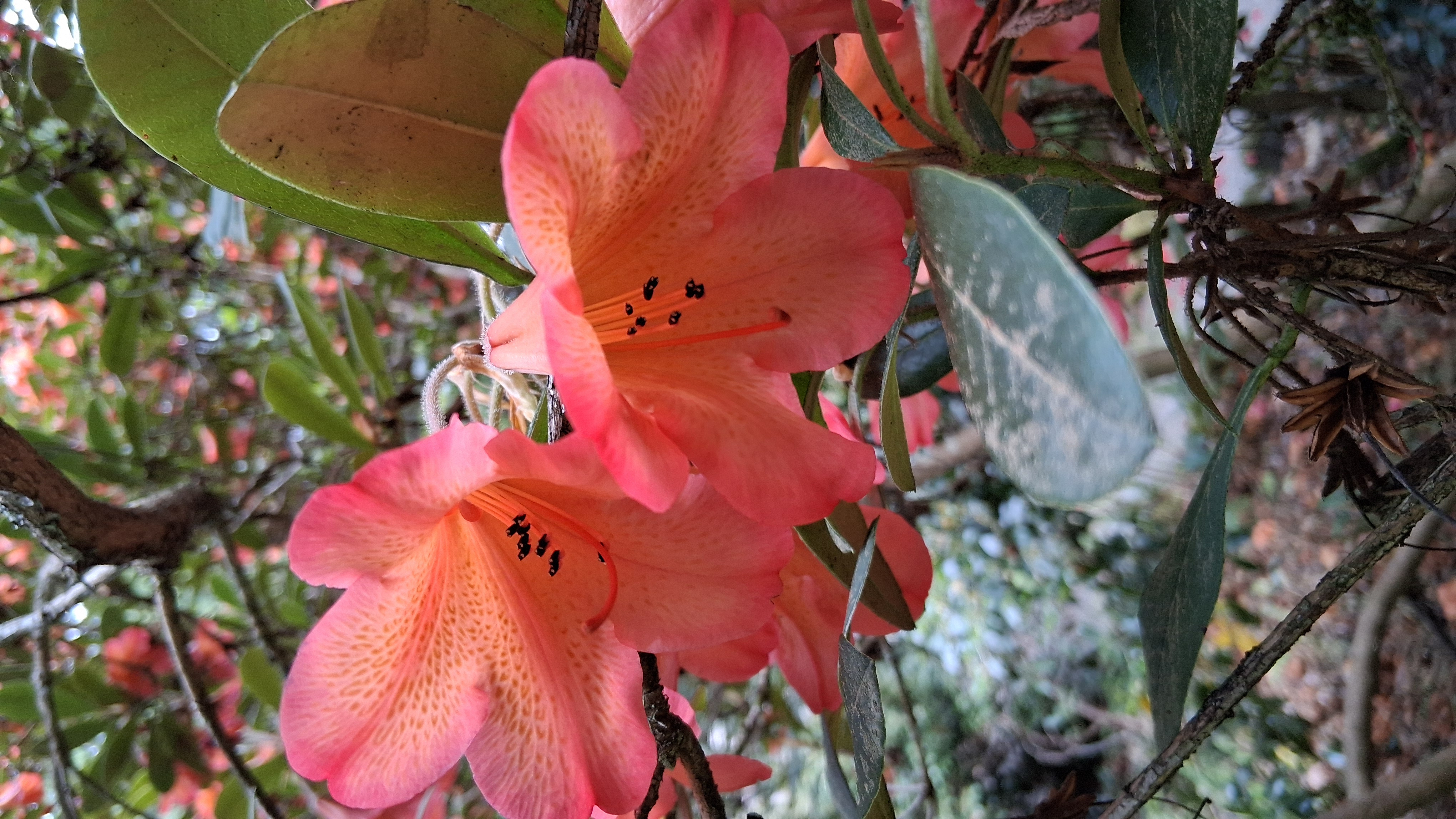 Rhododendron Medusa Group photo
