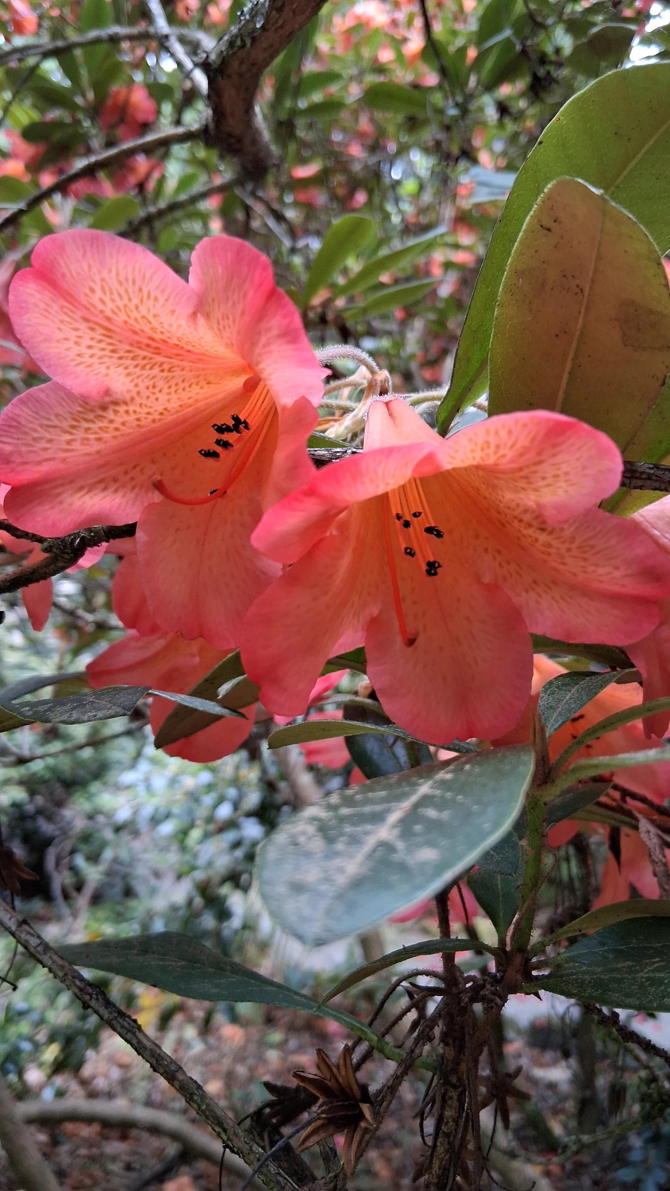 R. 'Medusa Group' photo of R. 'Medusa Group'. R. 'Medusa' flowers close shot.. Location: Soos Creek Botanical Garden. Photo by: Thatrhodylady