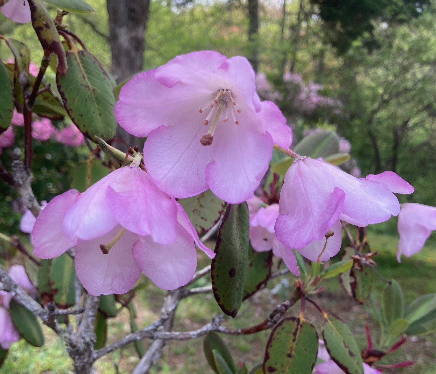 Rhododendron qiaojiaense photo