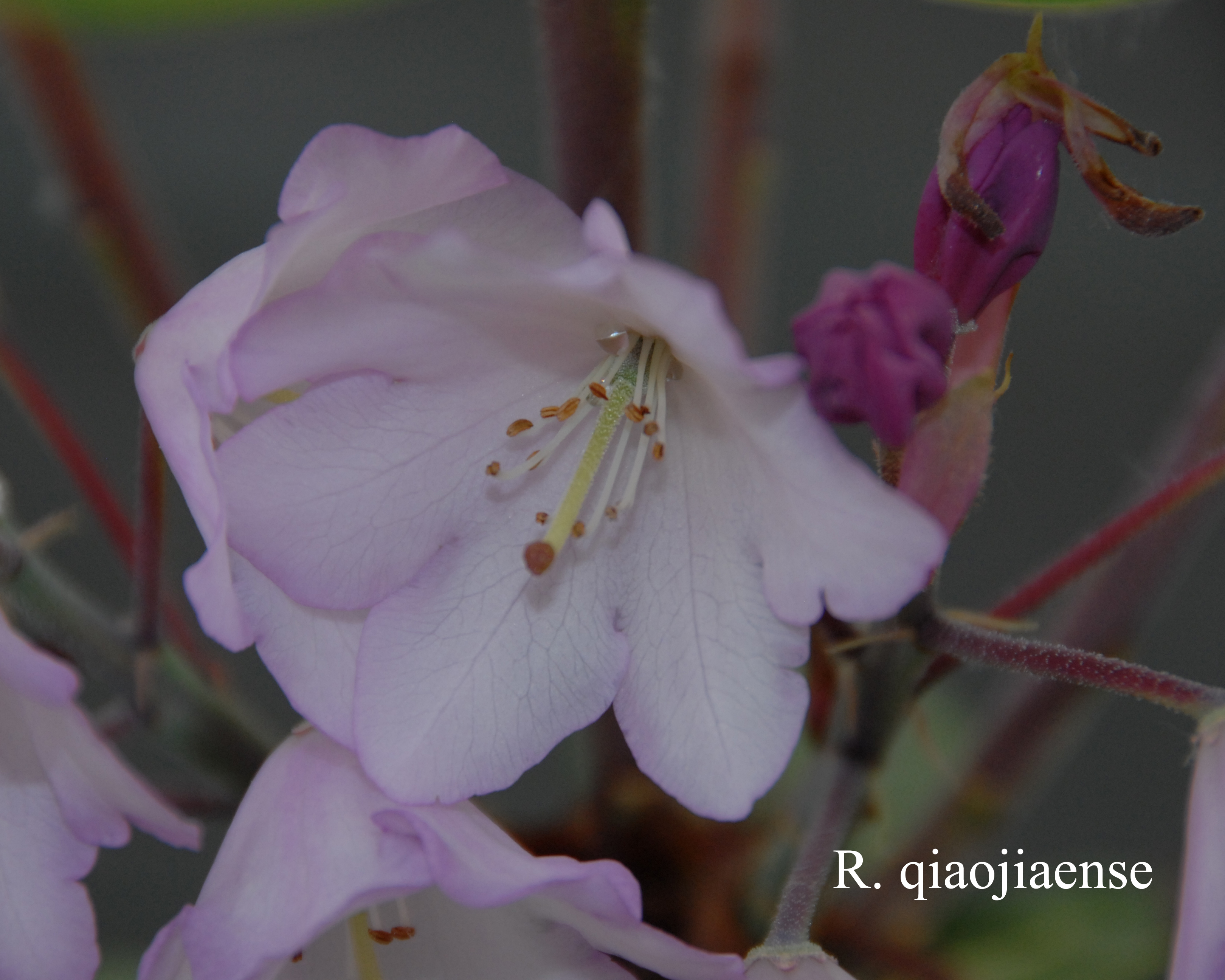 Rhododendron qiaojiaense photo